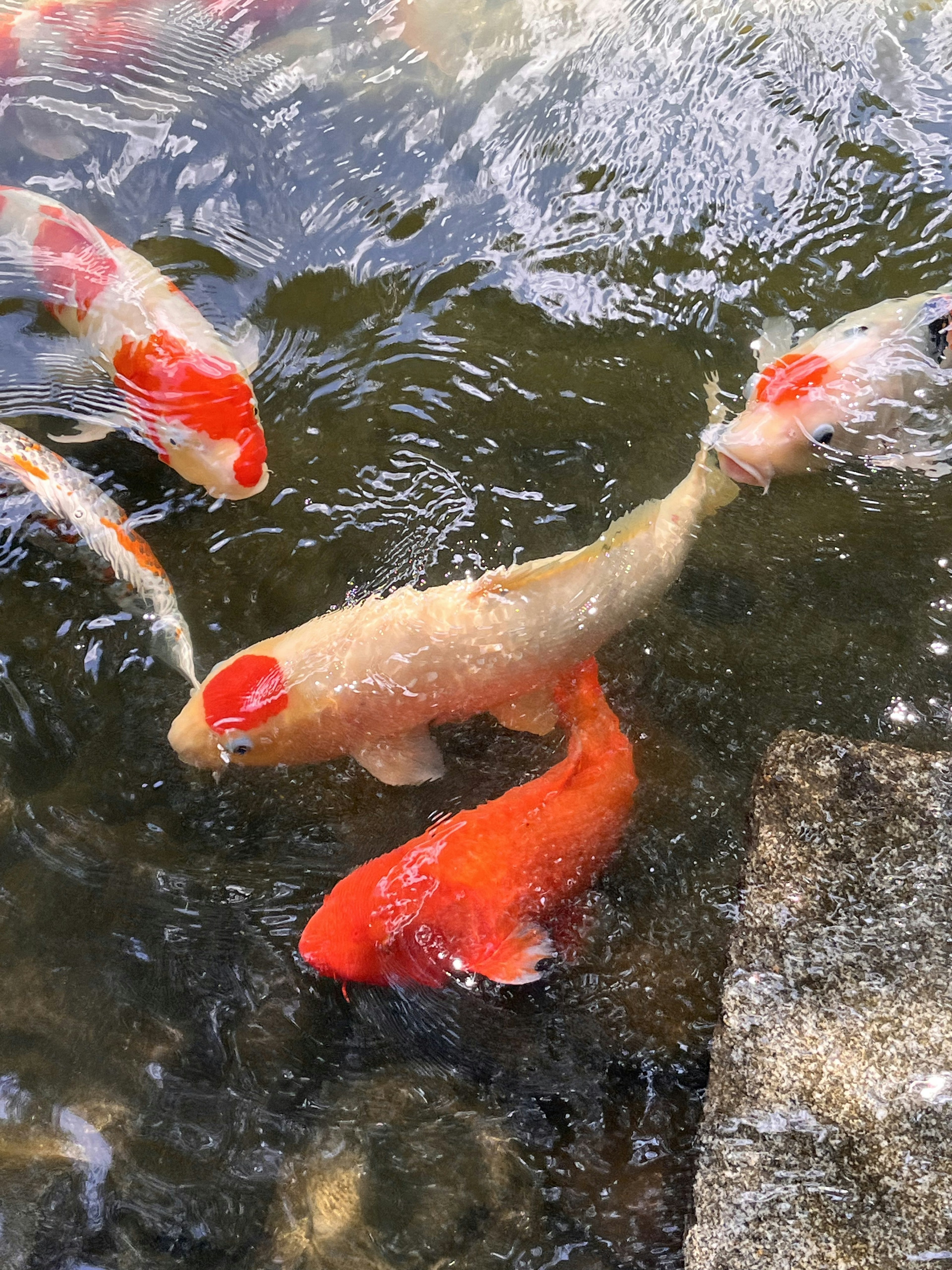 水面で泳ぐ色とりどりの鯉の群れ