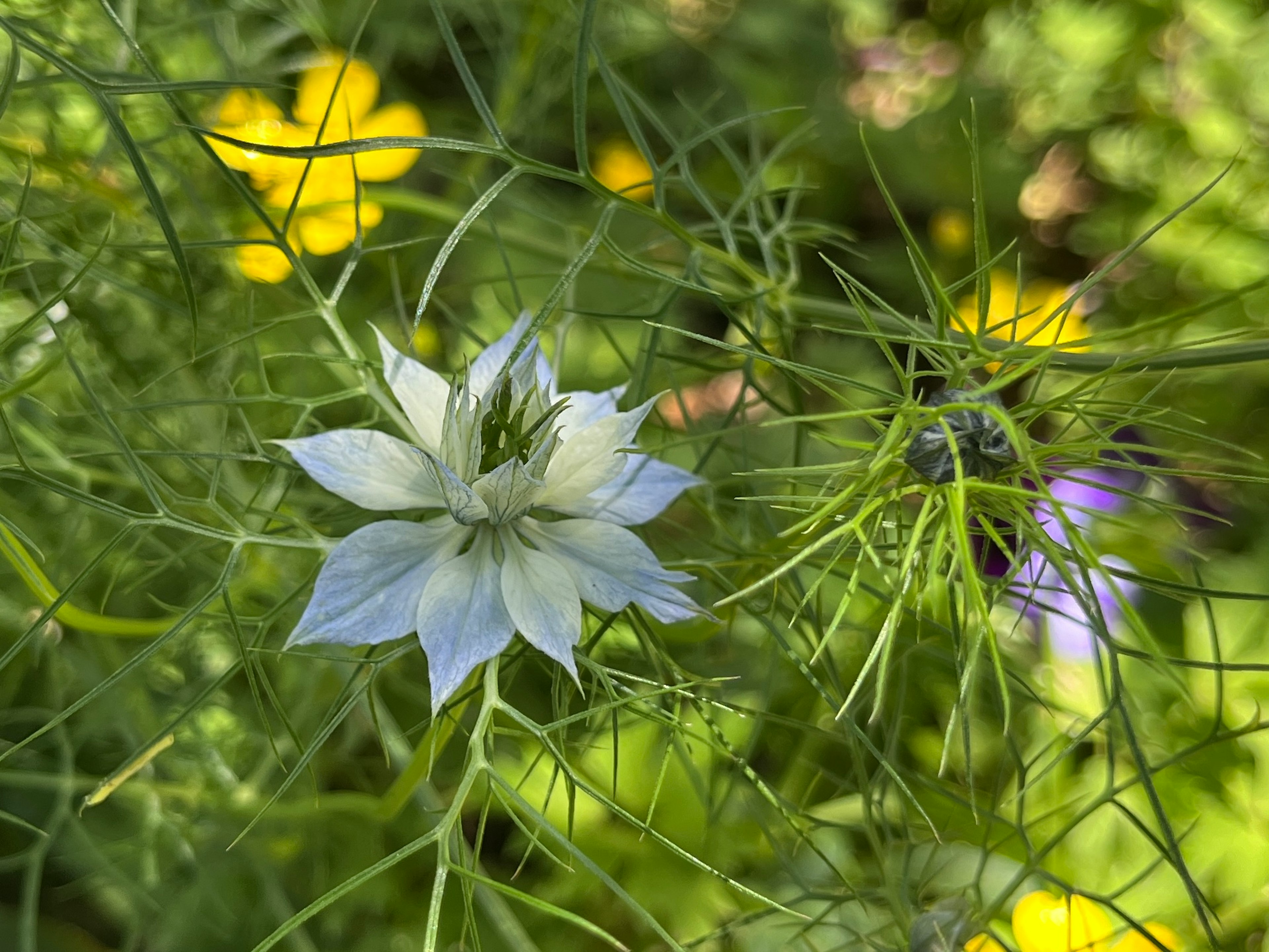 Un delicato fiore bianco con sottili foglie verdi in un ambiente naturale