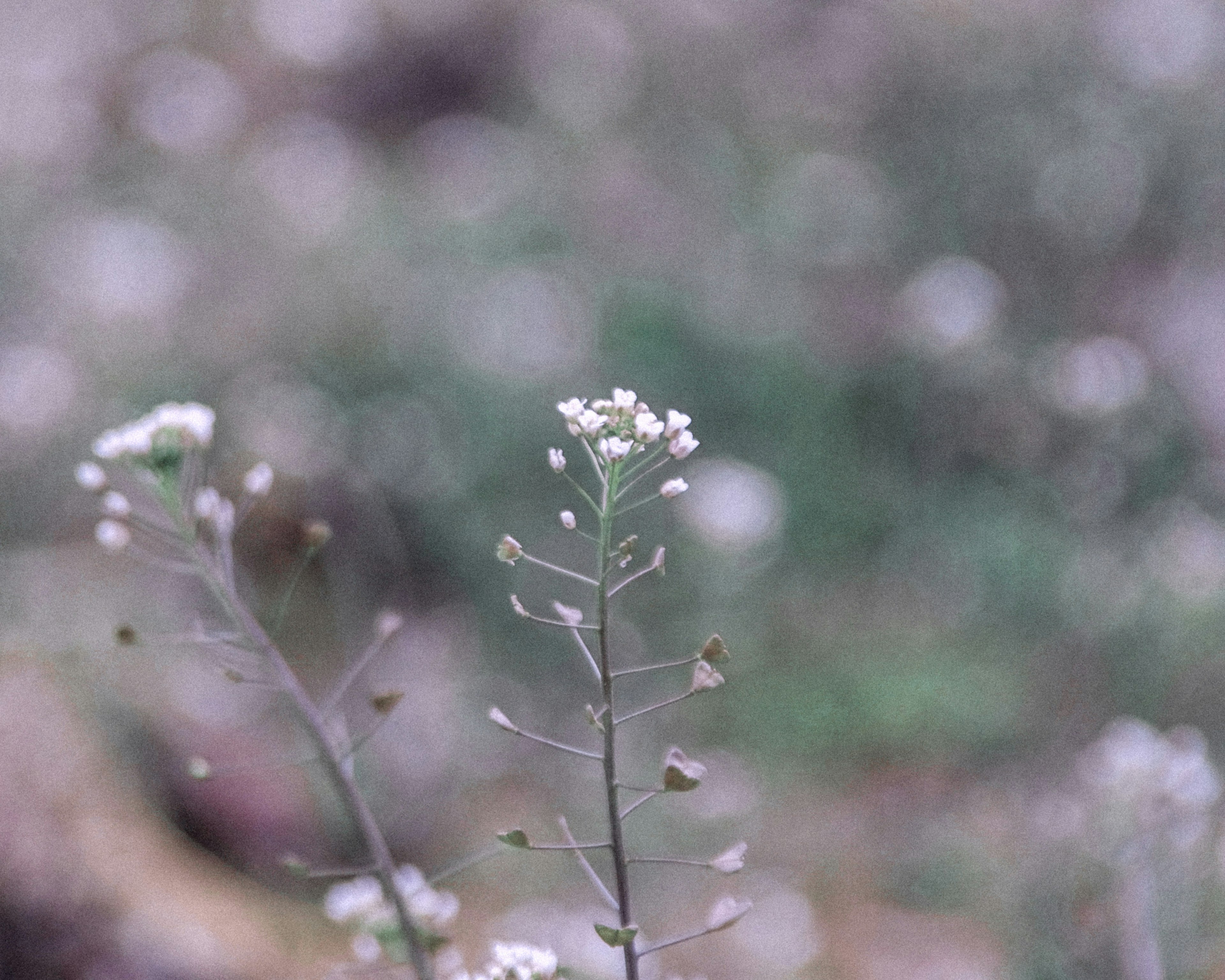 薄い色合いの背景に小さな白い花を持つ植物のクローズアップ