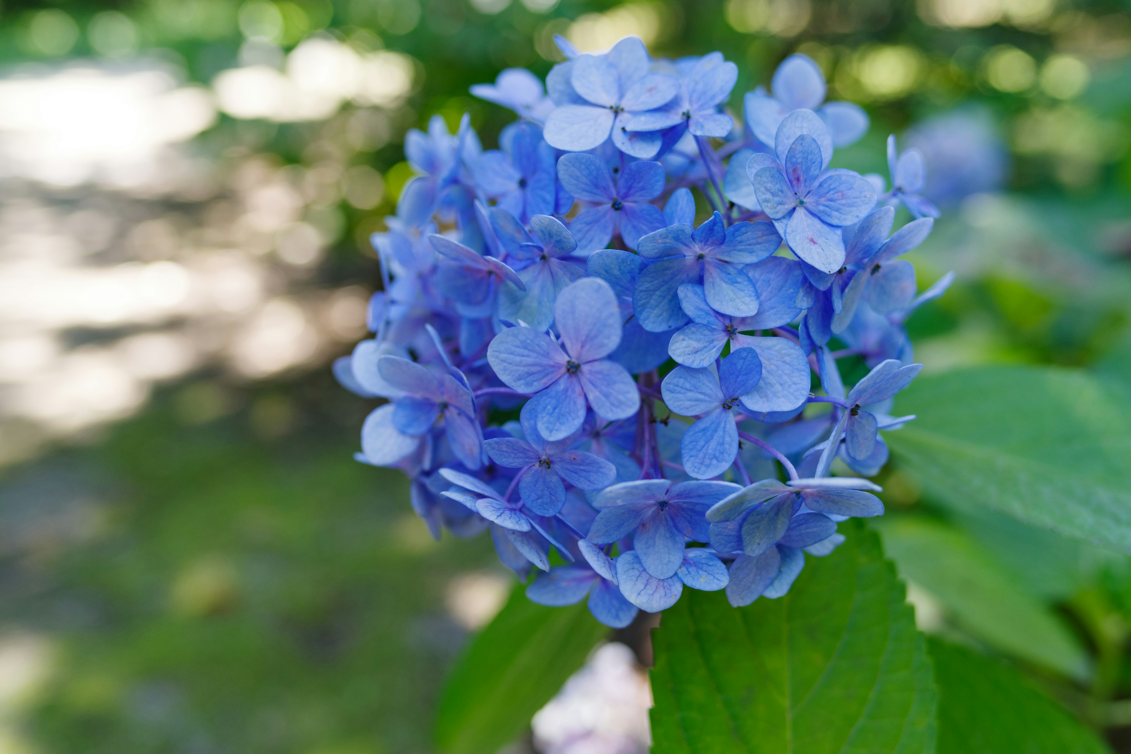 A cluster of blue hydrangea flowers surrounded by green leaves