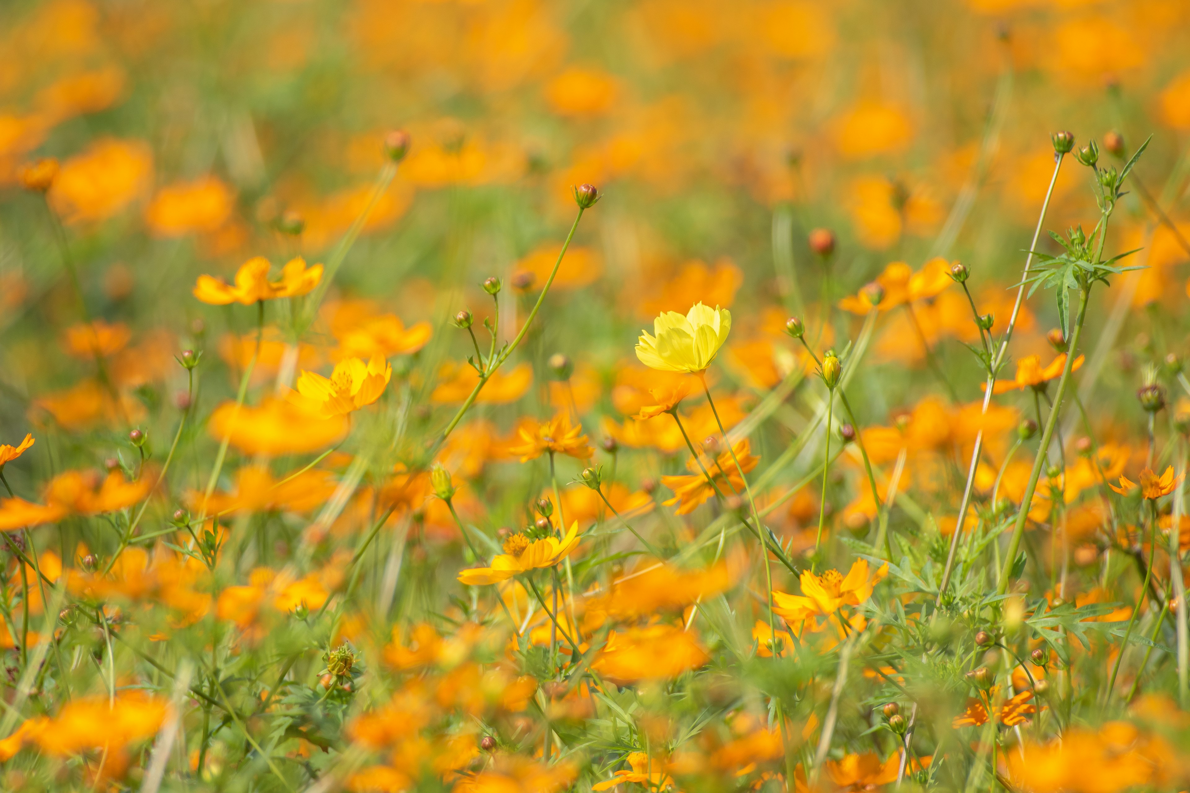 Ein Feld mit lebendigen orangefarbenen Blumen in voller Blüte