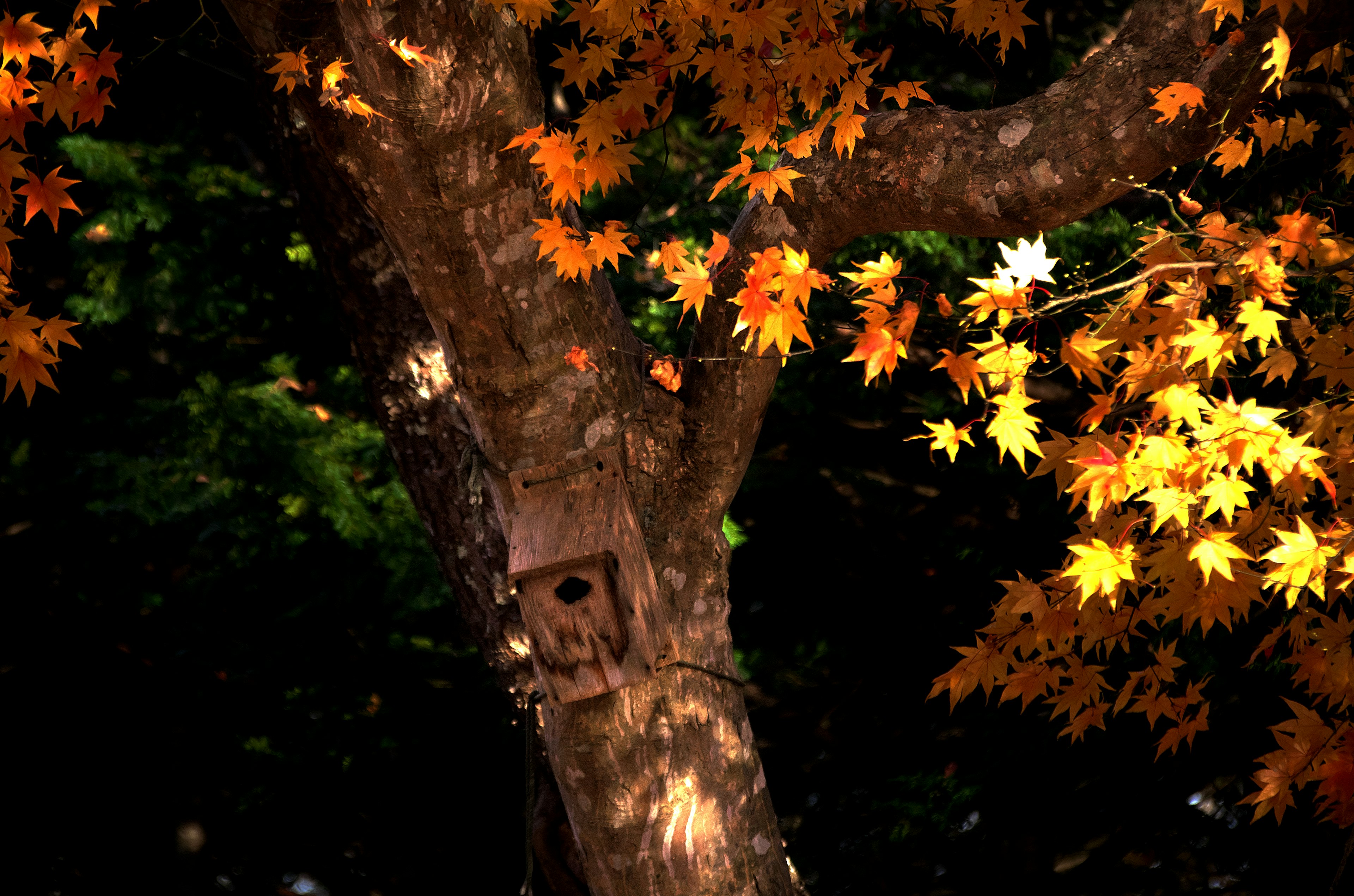 Herbstblätter an einem Baum mit einem Vogelhaus