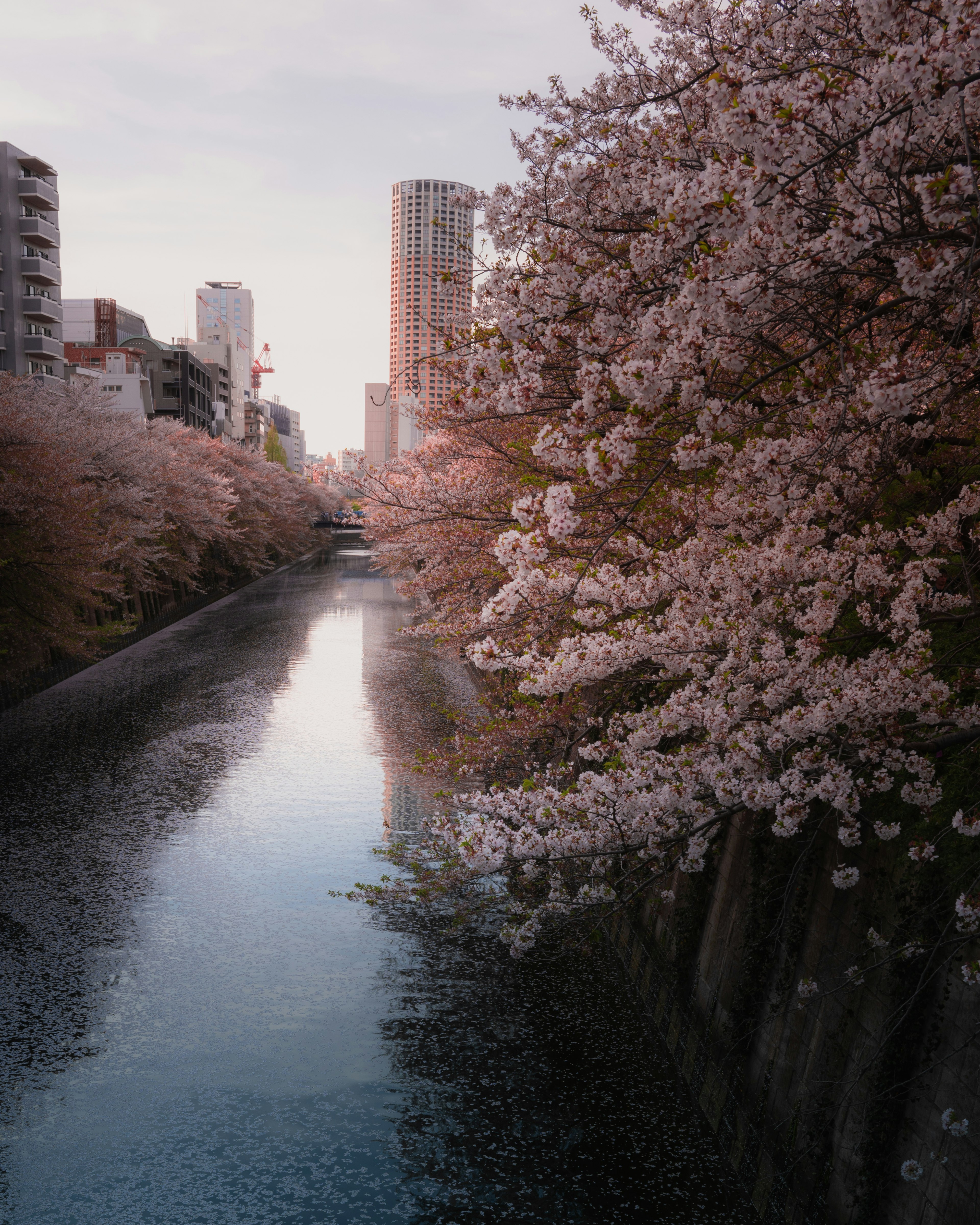 沿河櫻花樹和城市建築的風景