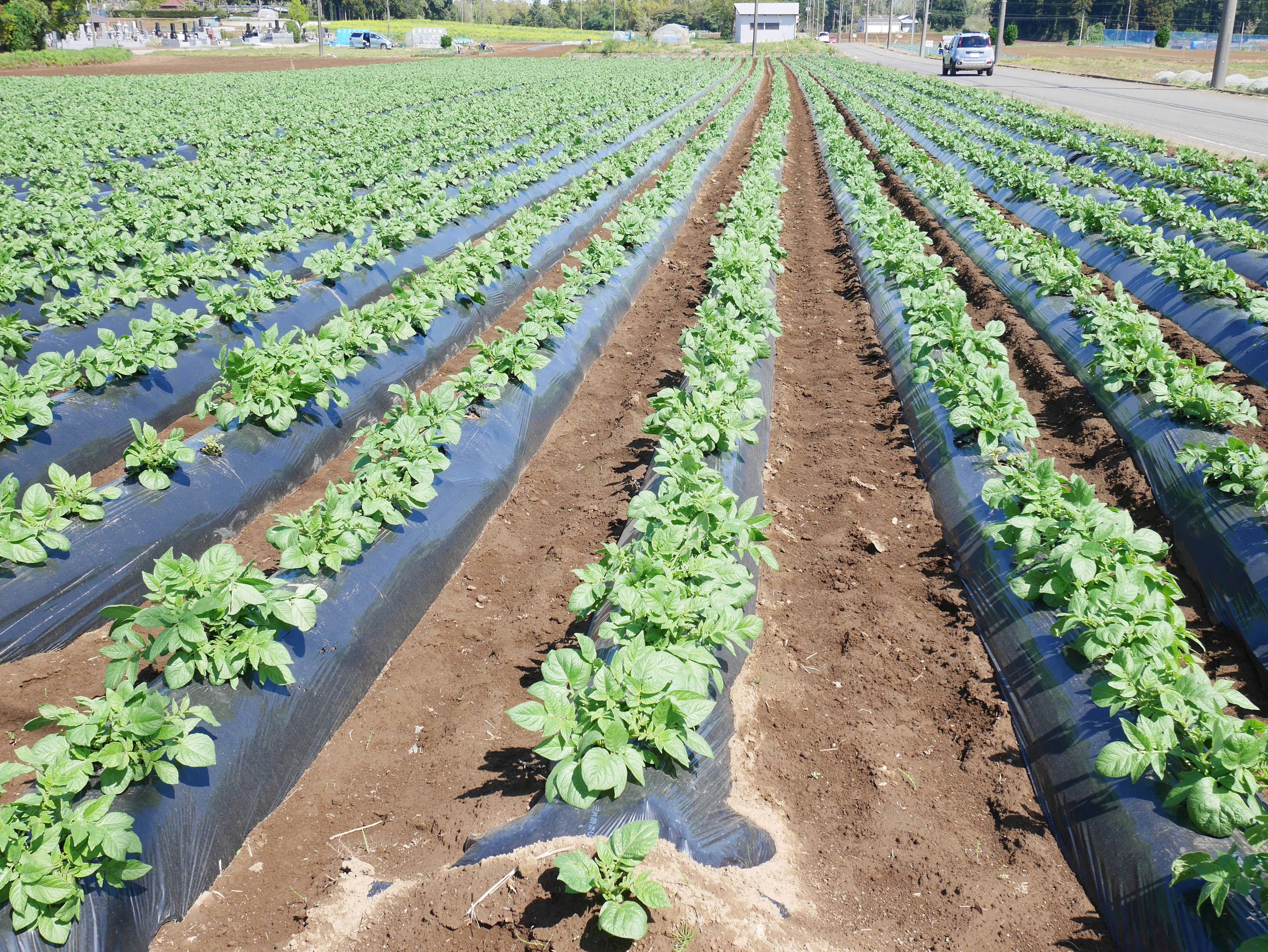 Rows of potato plants covered by black mulch in a field