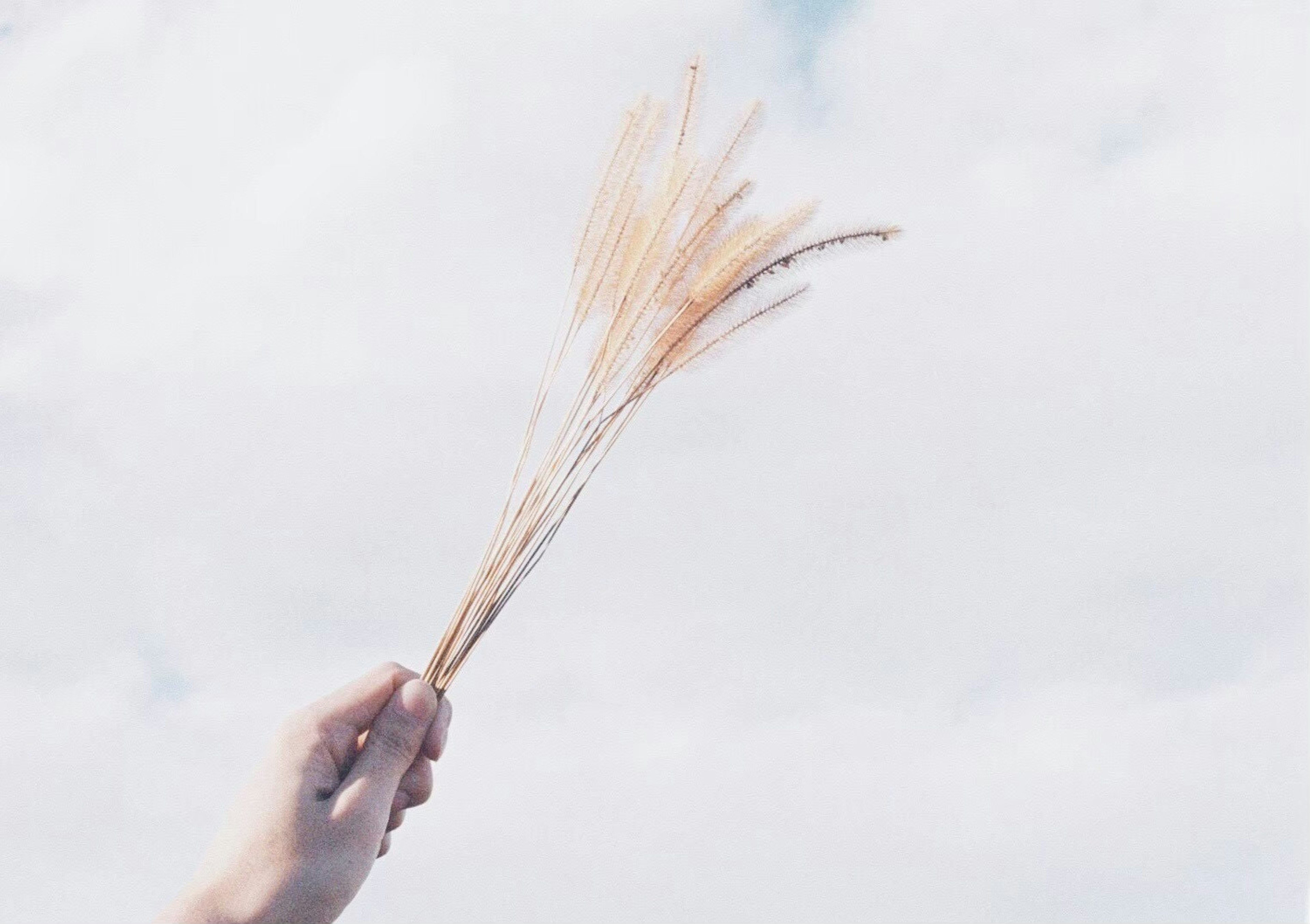 A hand holding a bundle of wheat towards the sky