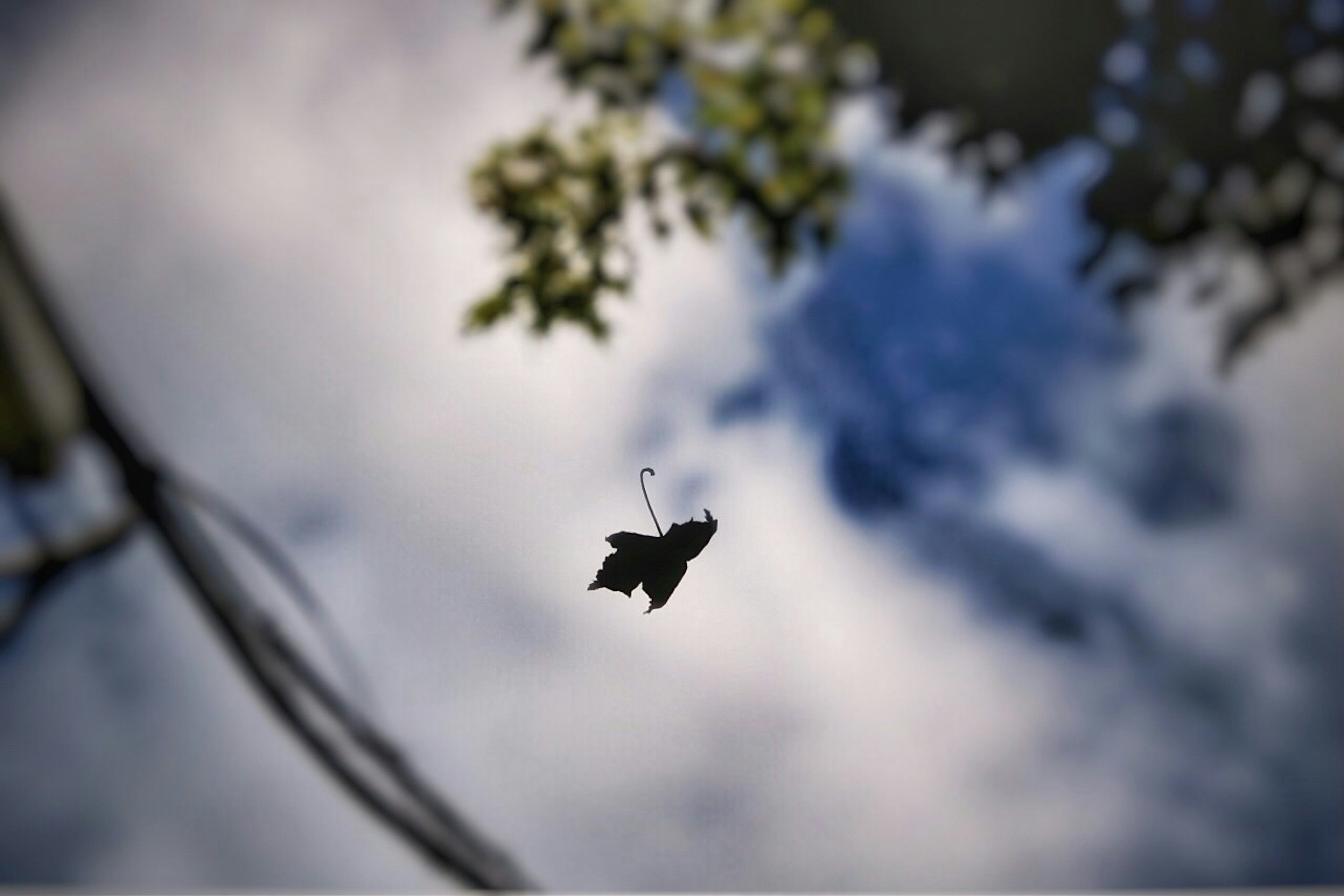 A black butterfly floating under a blue sky with green leaves