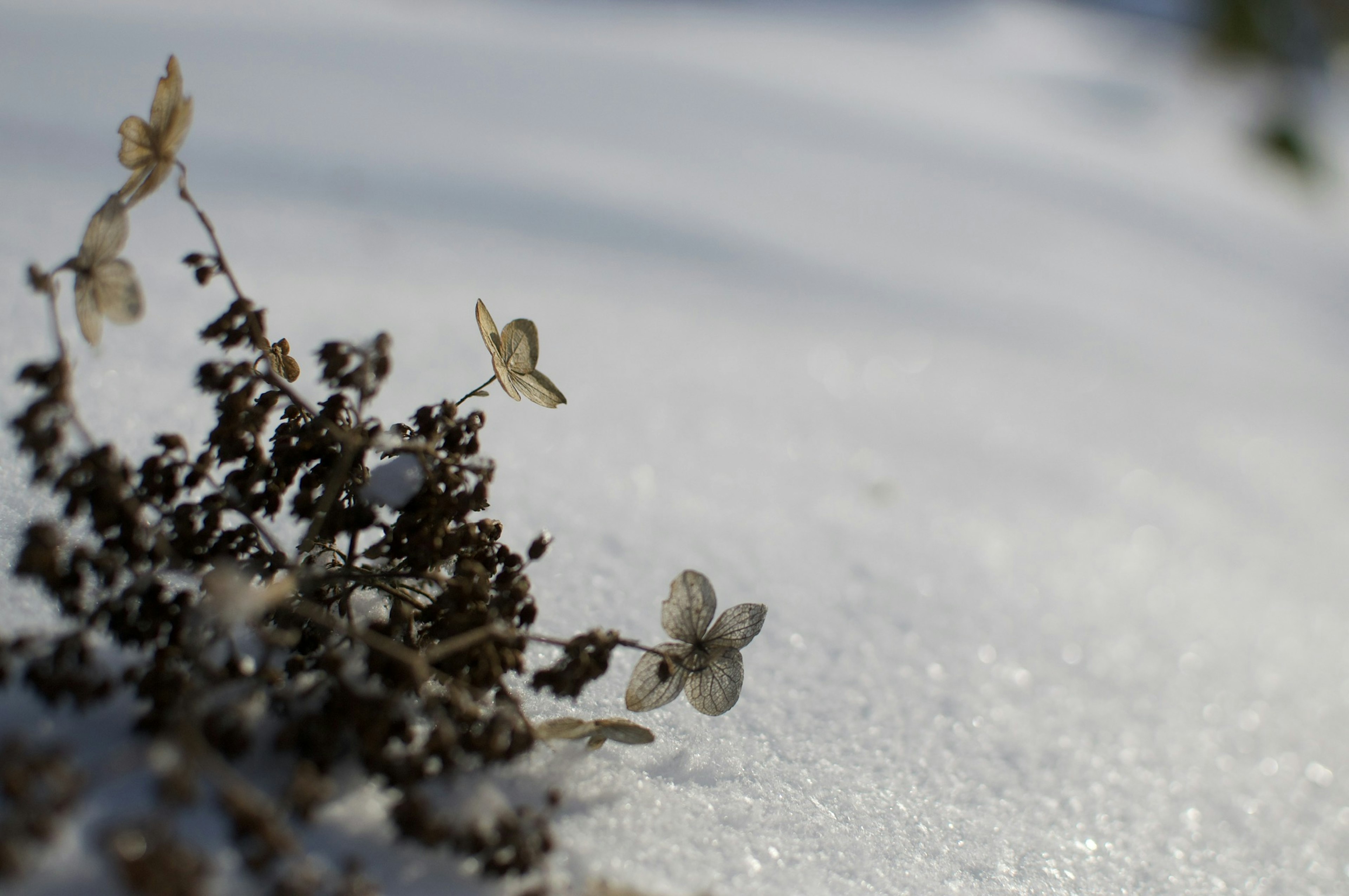 雪の上にある枯れた植物と小さな花びら