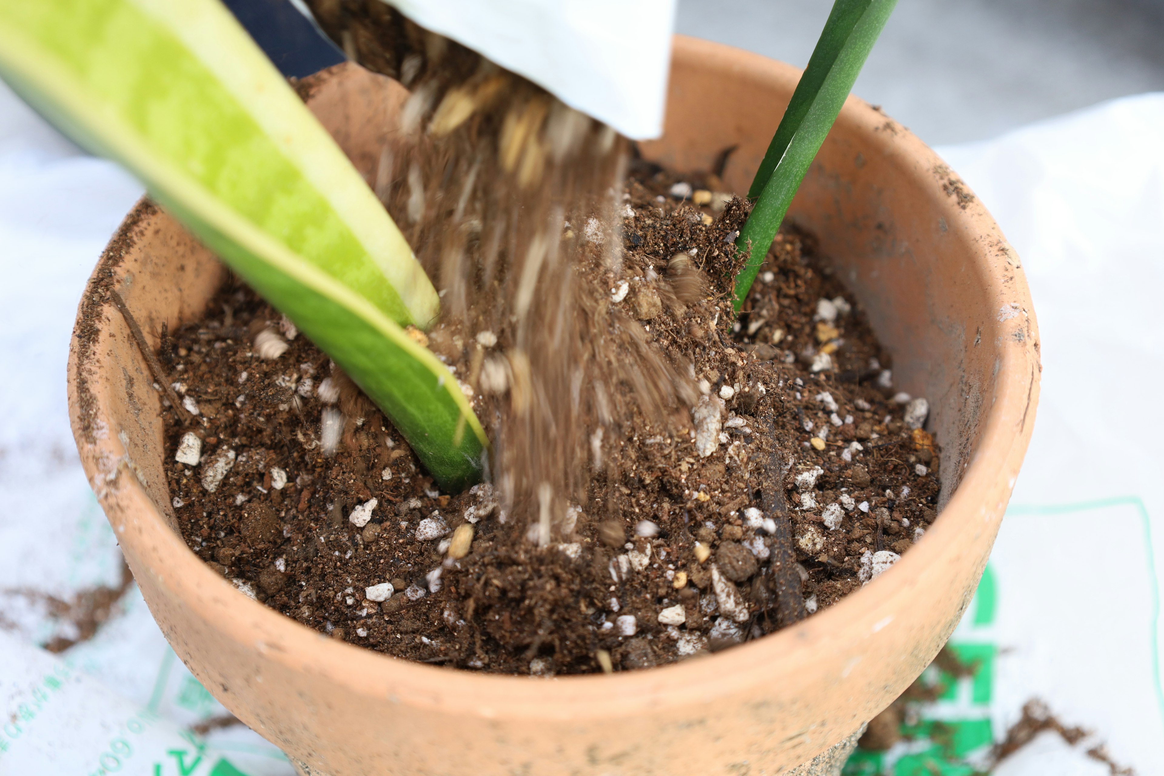 植木鉢に土を入れている様子とサンセベリアの葉