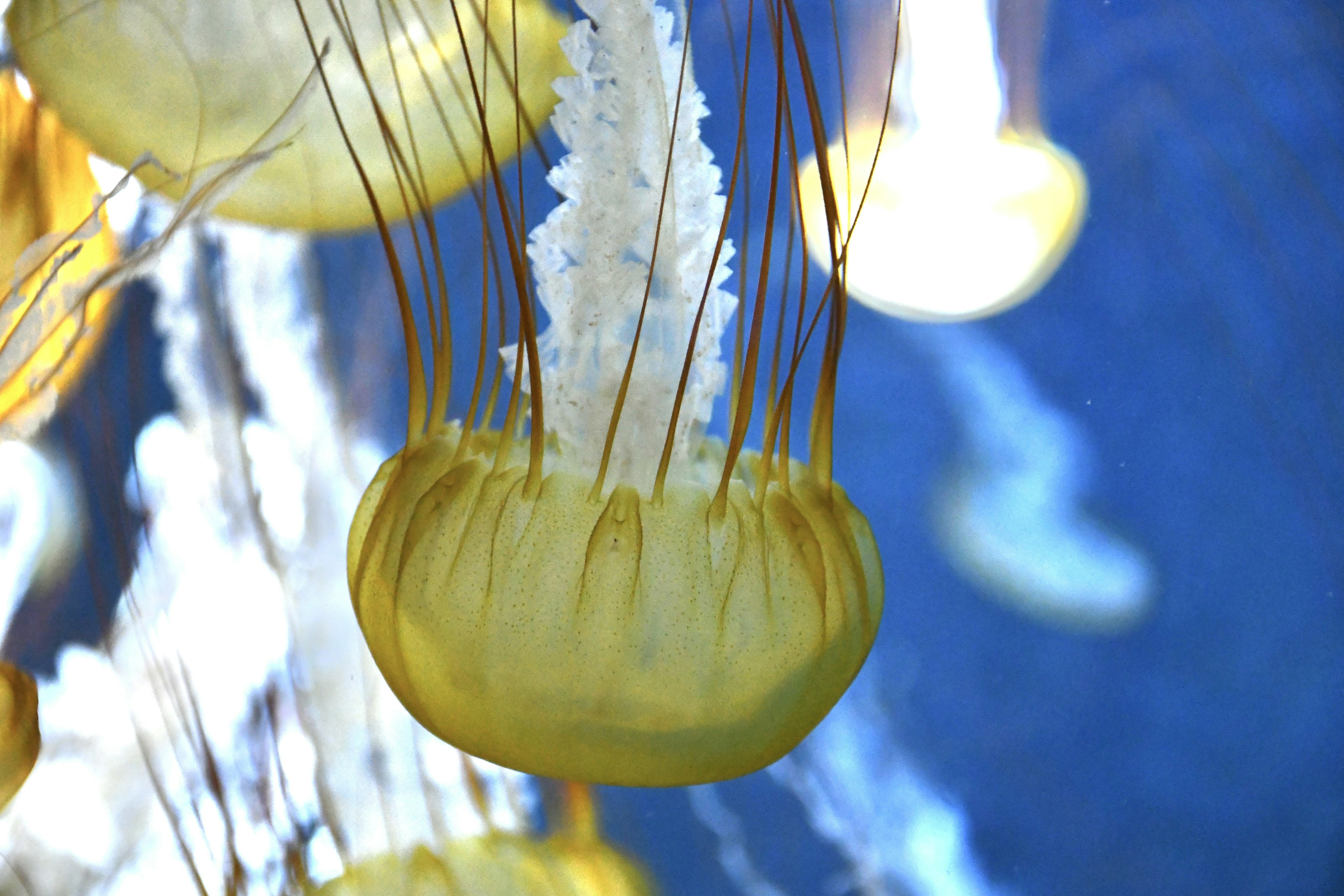 Primo piano di una medusa gialla che galleggia su uno sfondo blu