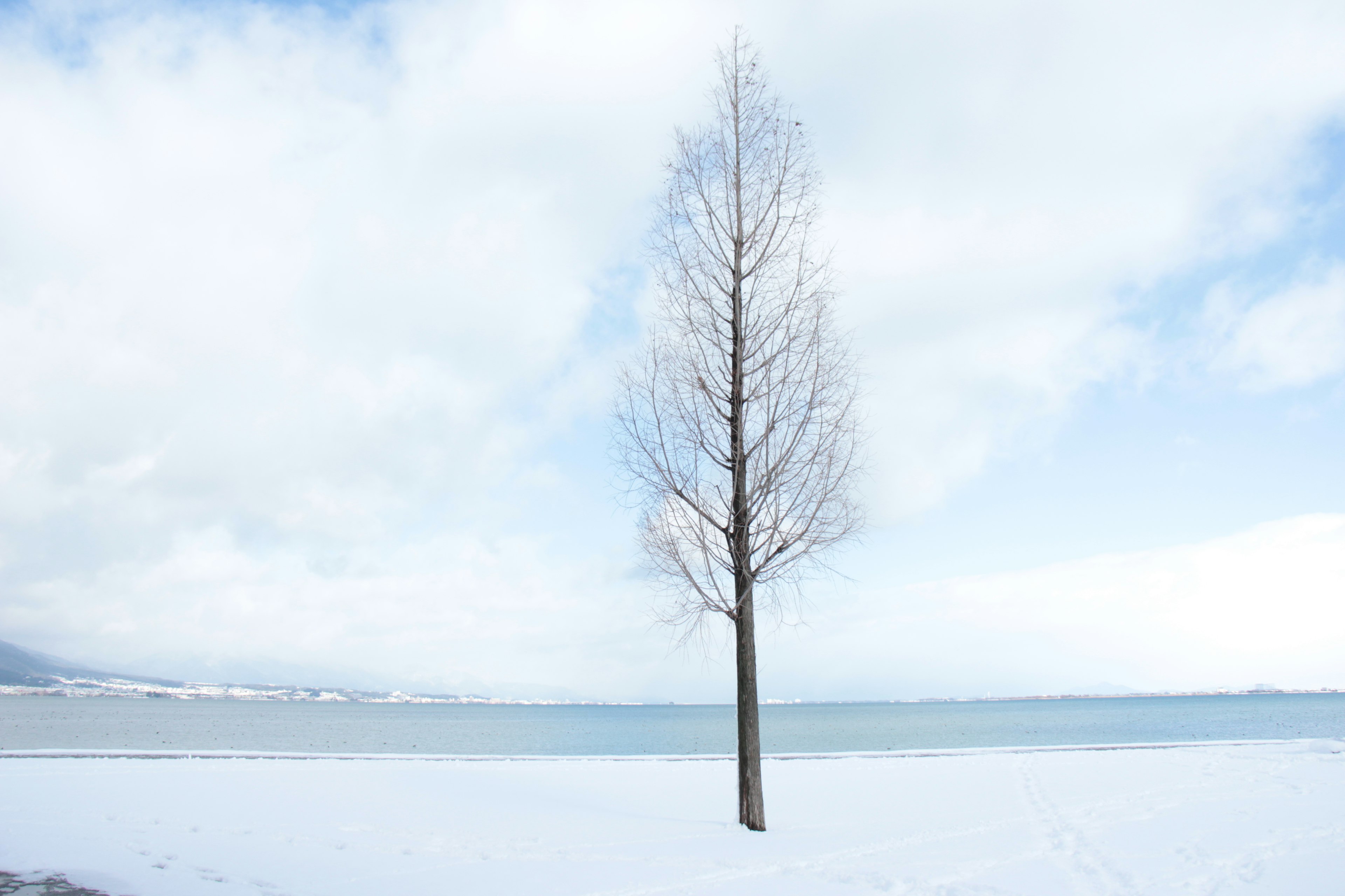 雪に覆われた湖の近くに立つ一本の木