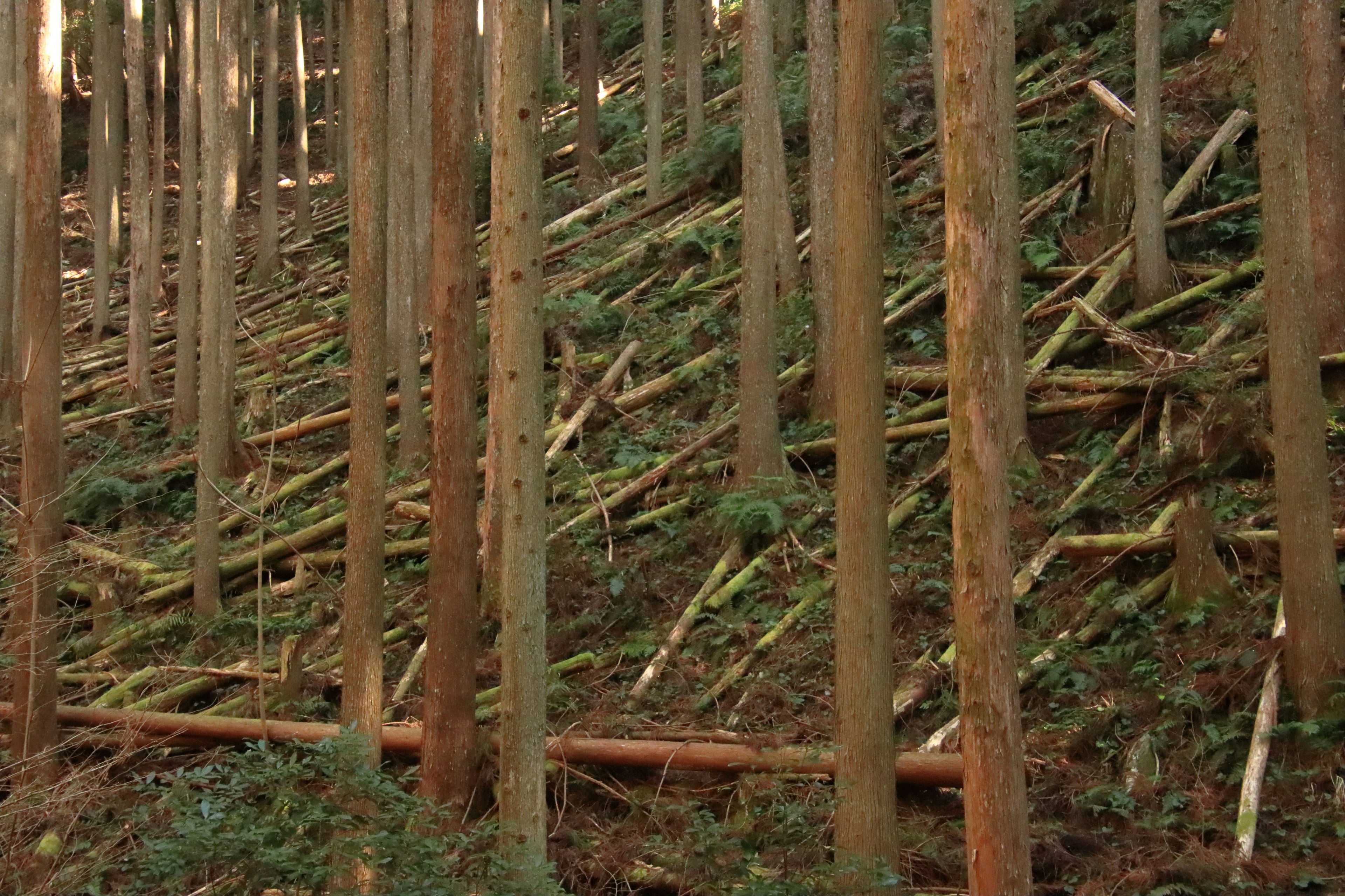 Foresta inclinata con alberi e rami caduti