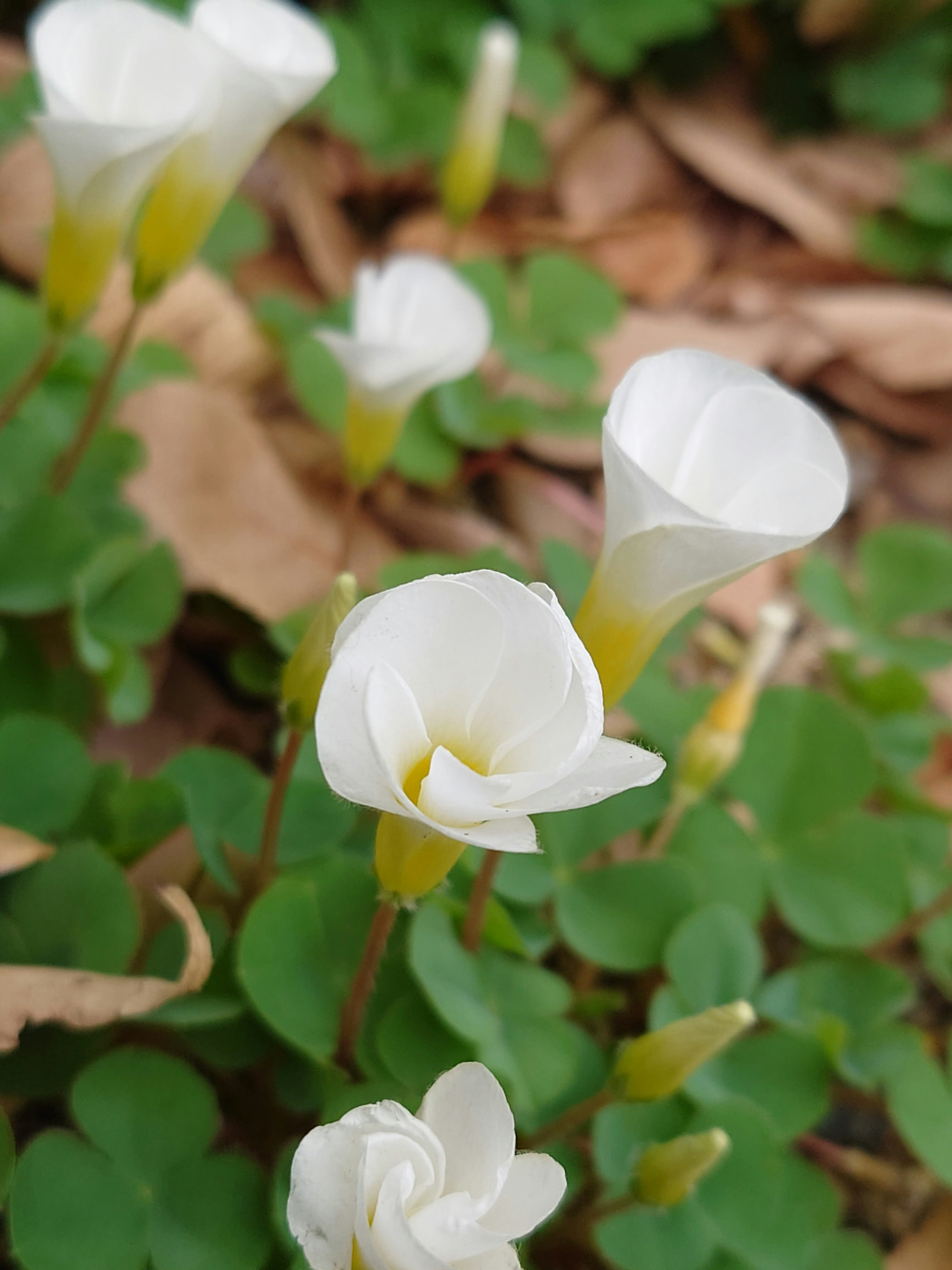 白い花が緑の葉に囲まれて咲いている様子