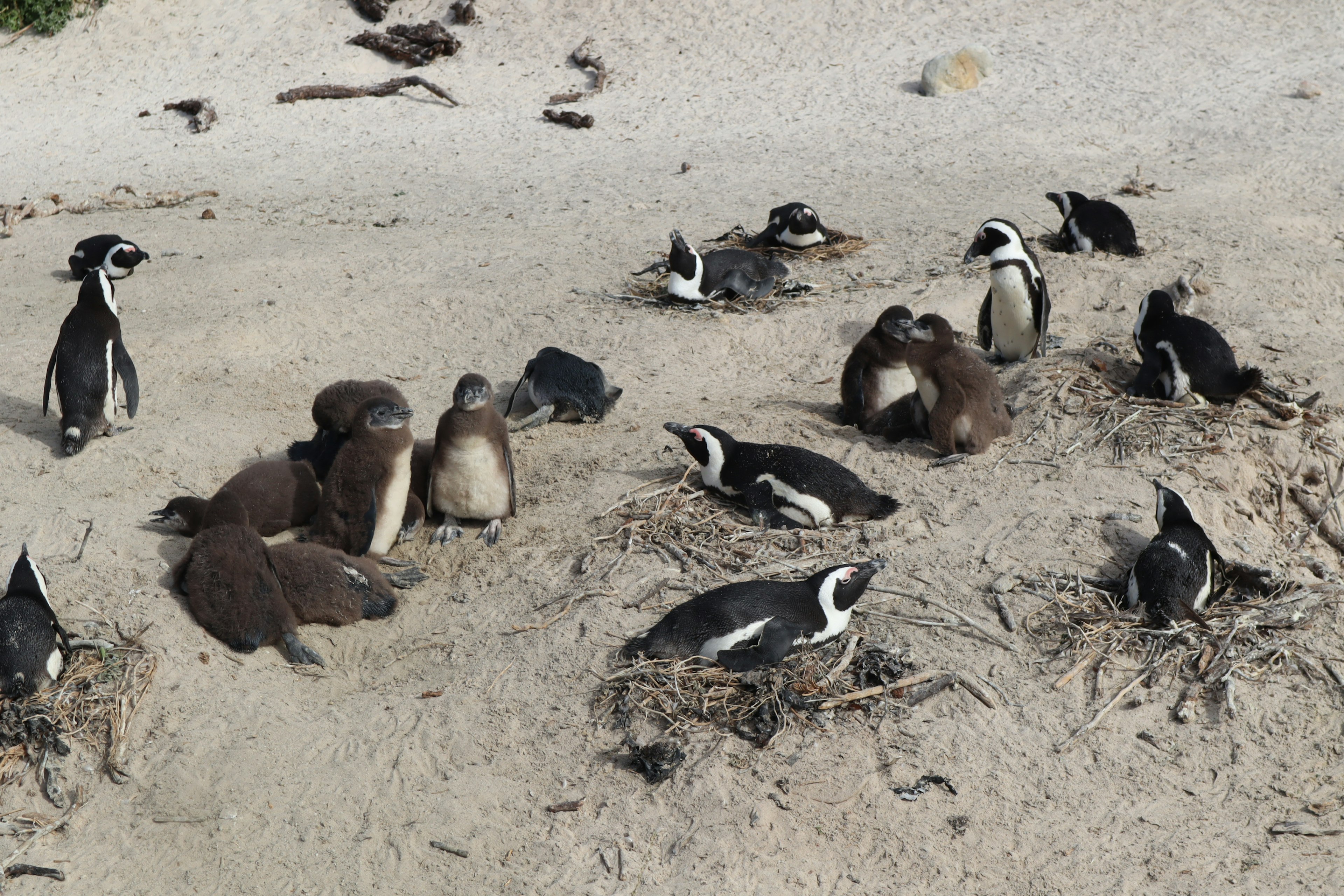 A group of penguins on the sandy beach with nesting areas