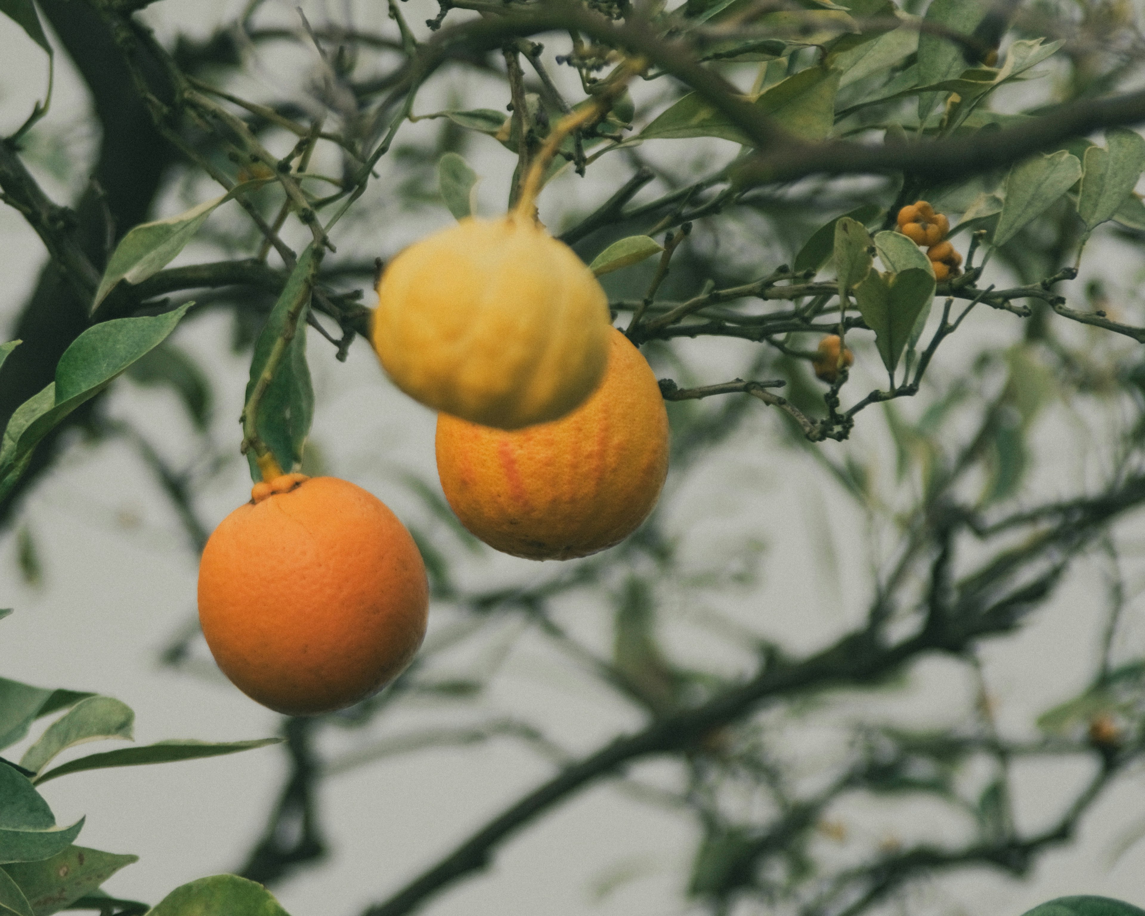 Gambar buah orange tergantung di cabang pohon