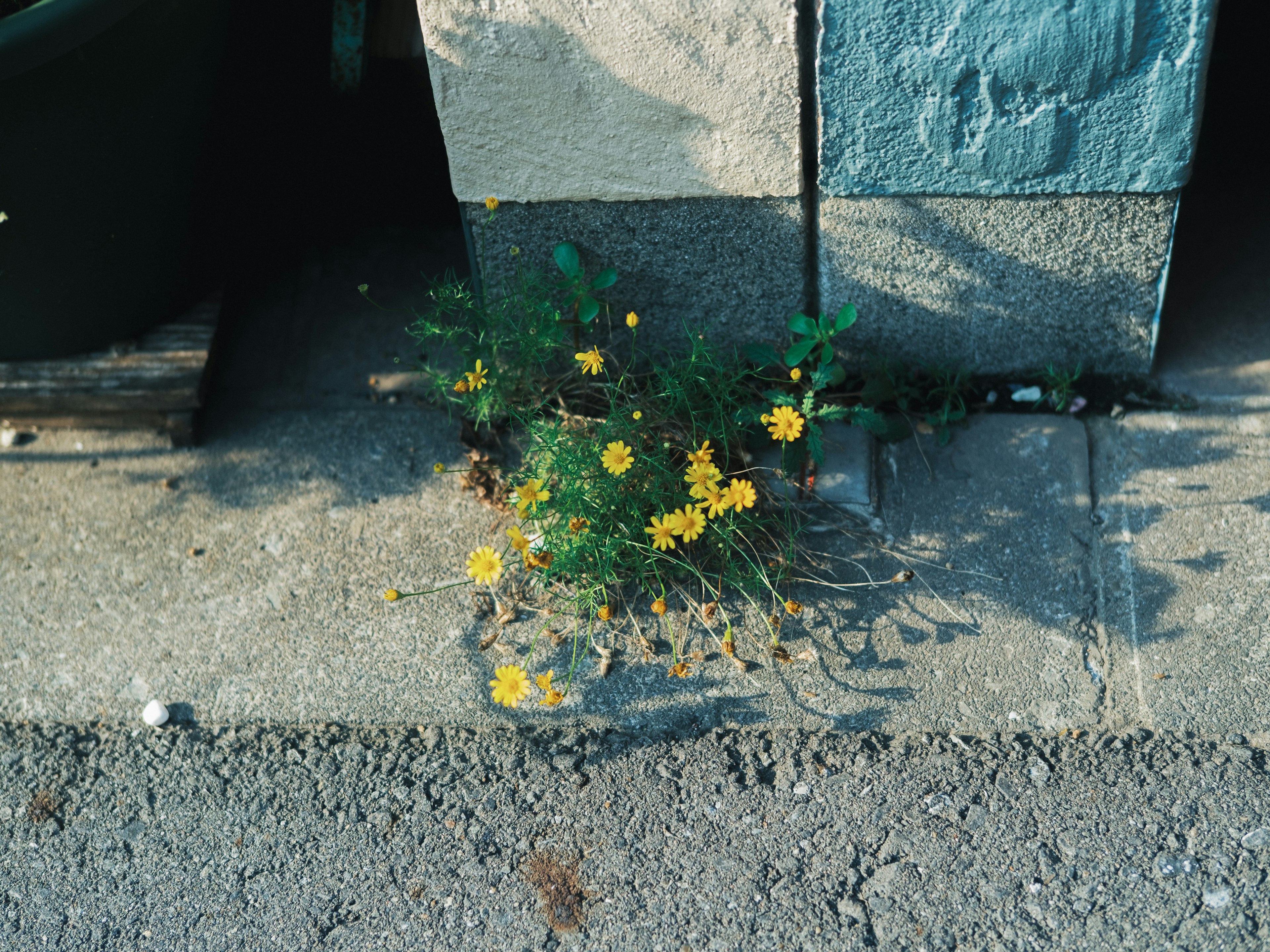 Yellow flowers and green leaves emerging from a crack in the pavement