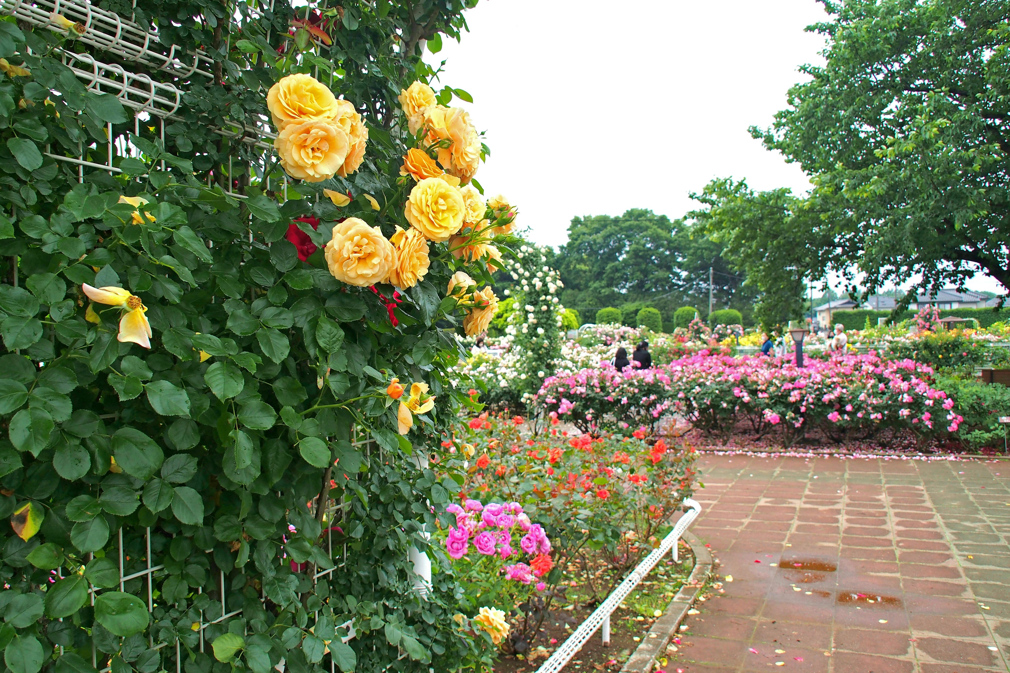 Scène de jardin de roses colorées avec des roses jaunes et roses