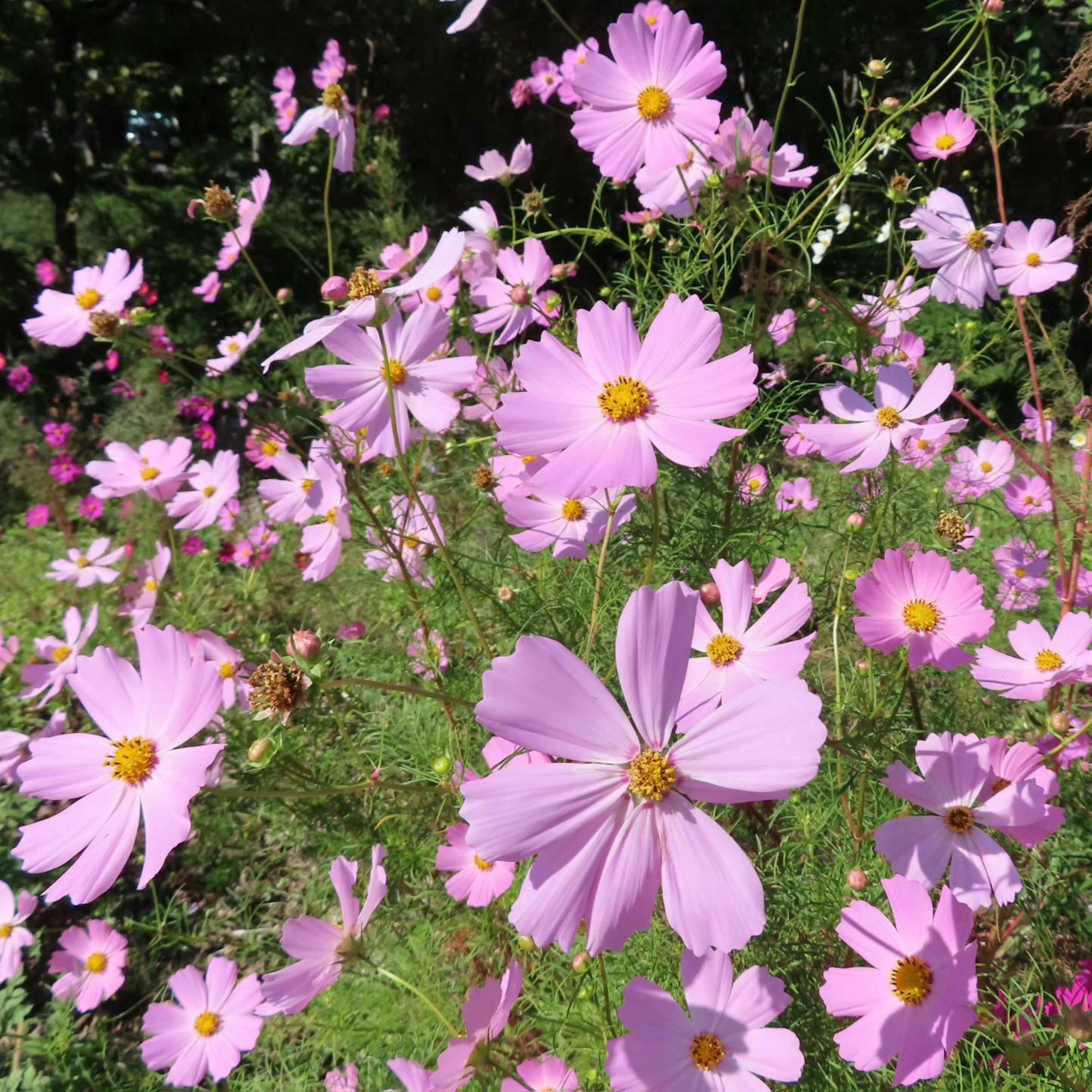 ピンクのコスモスの花が咲き誇る美しい風景