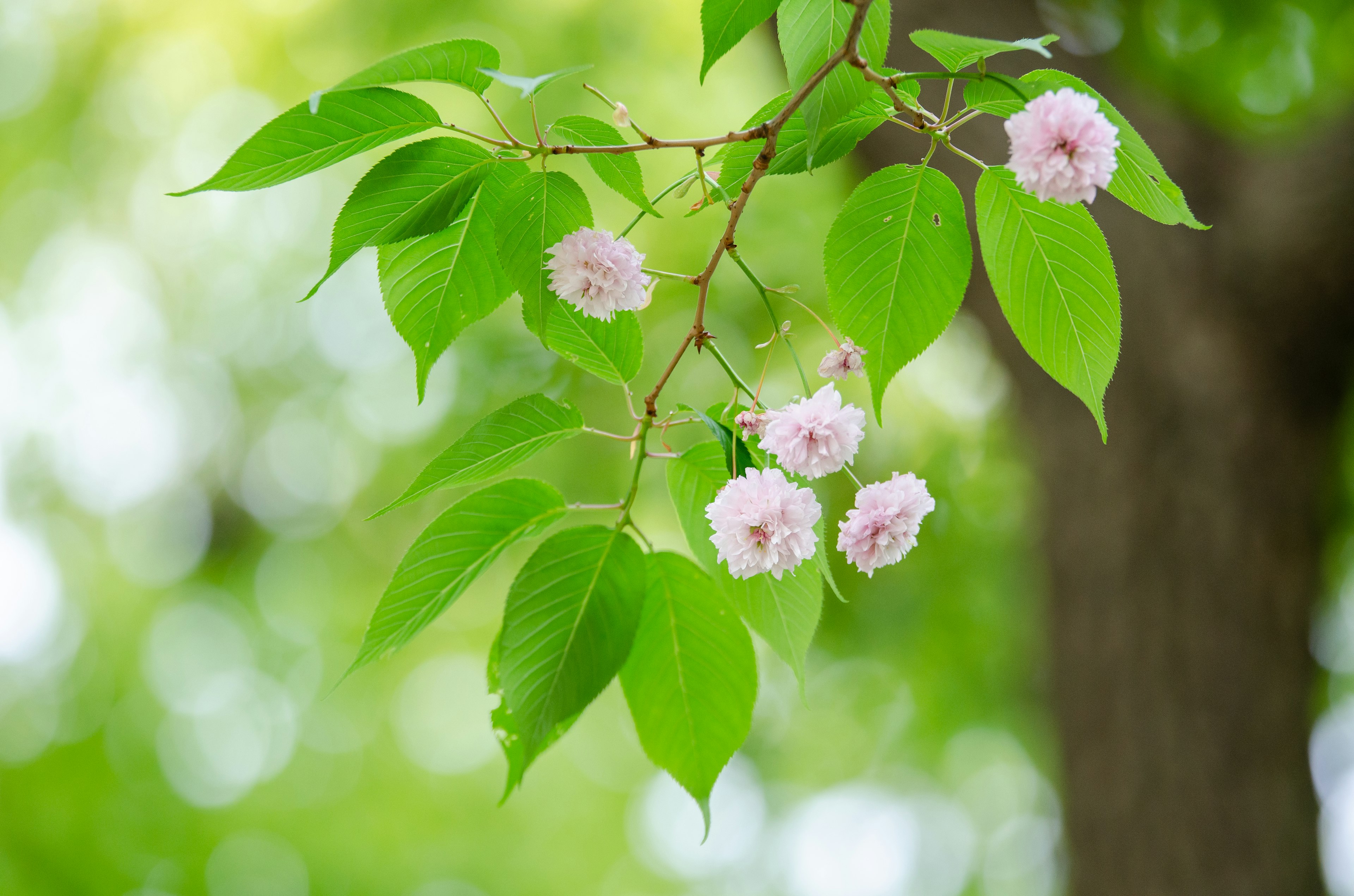 緑の葉と薄いピンクの花が咲いている枝