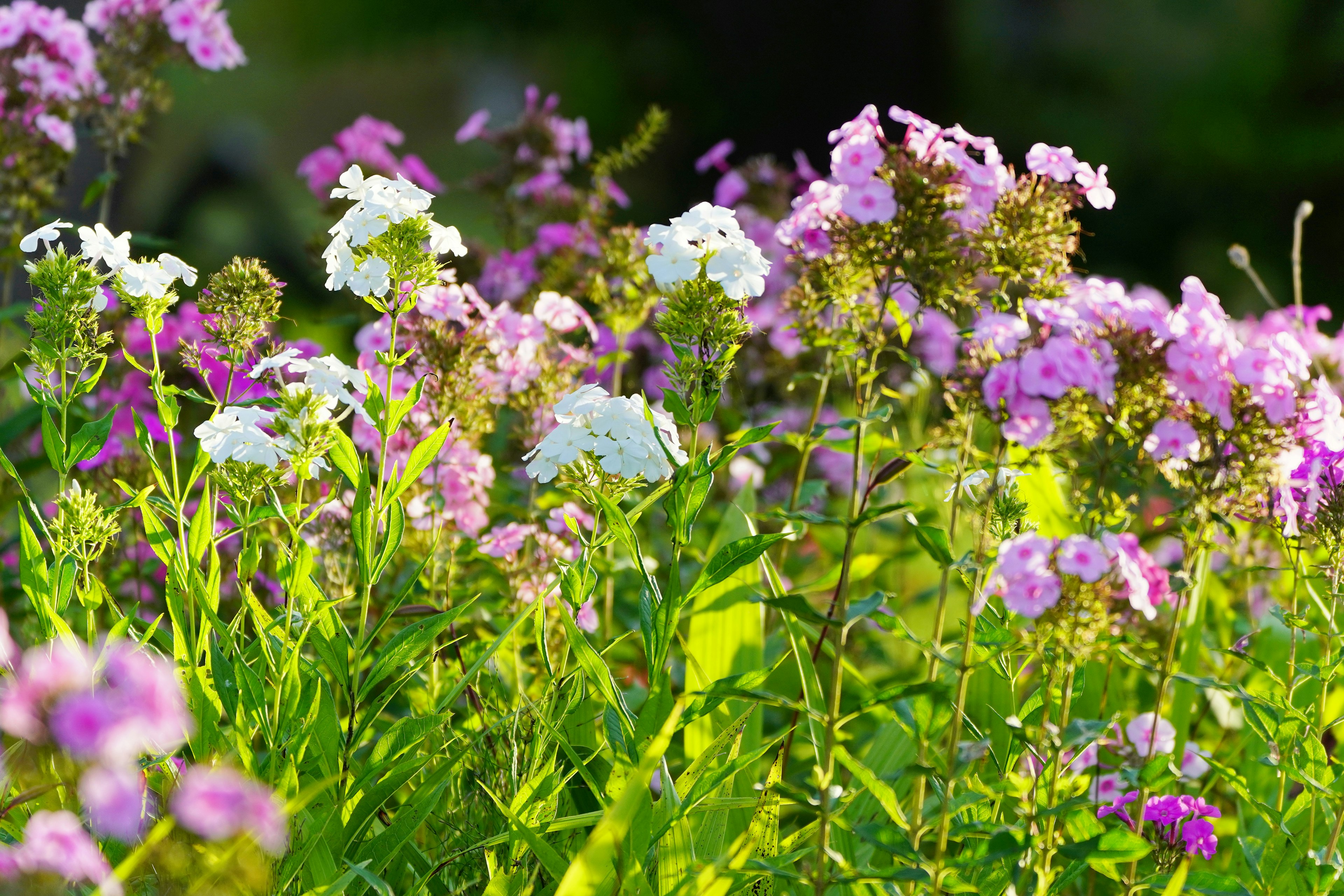 Fiori colorati che fioriscono in un prato verde