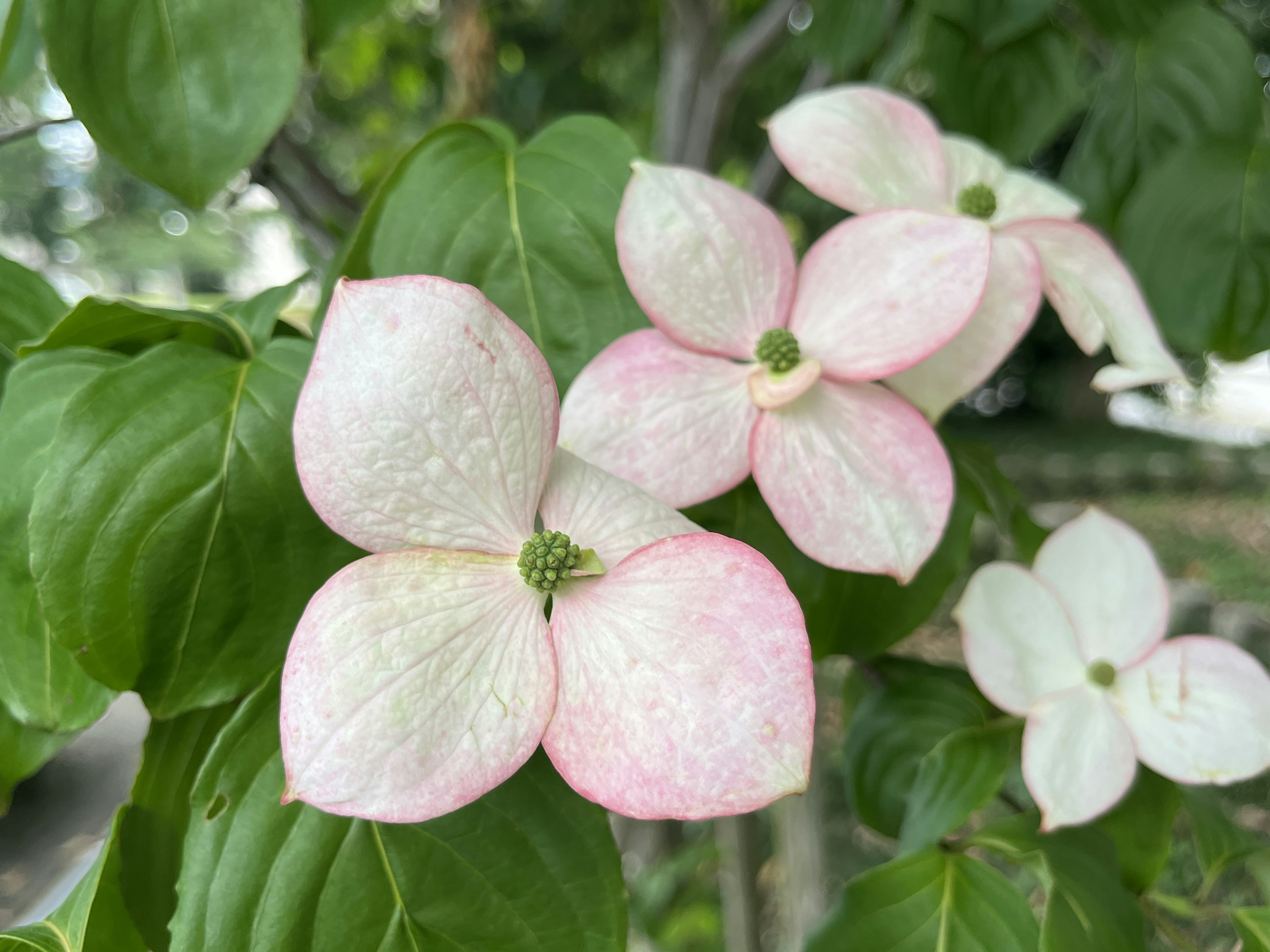 白とピンクの花びらを持つハナミズキの花が緑の葉に囲まれている