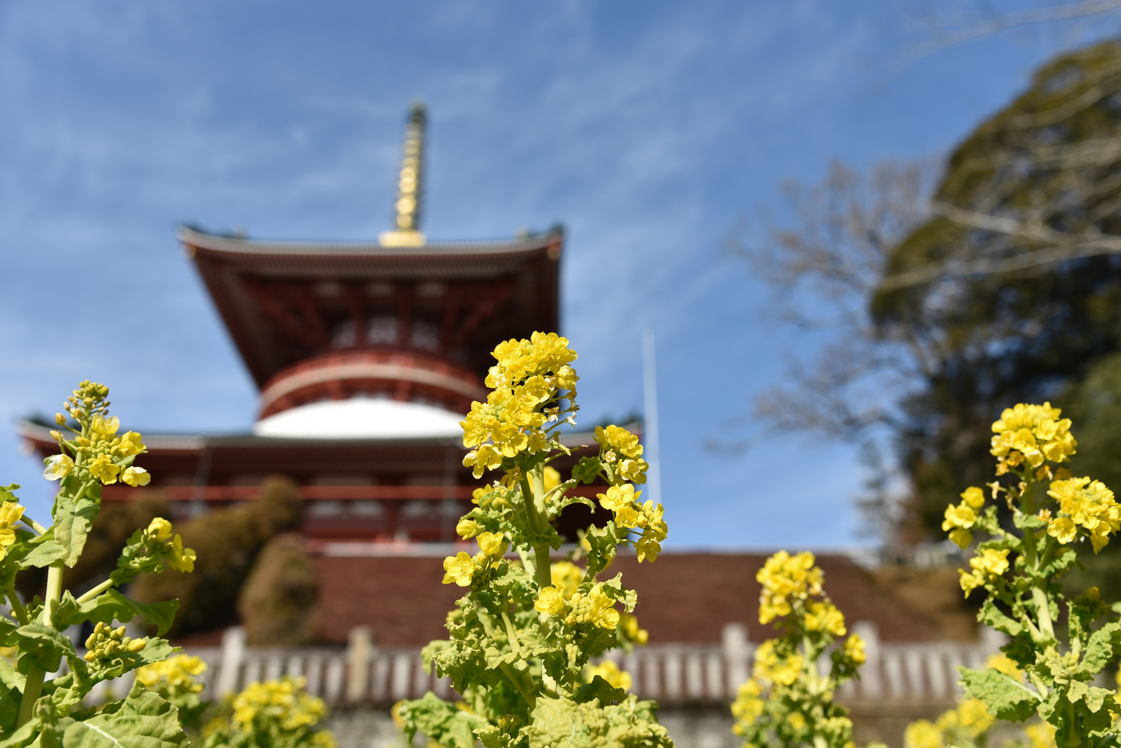 Bunga kuning di latar depan dengan pagoda di latar belakang