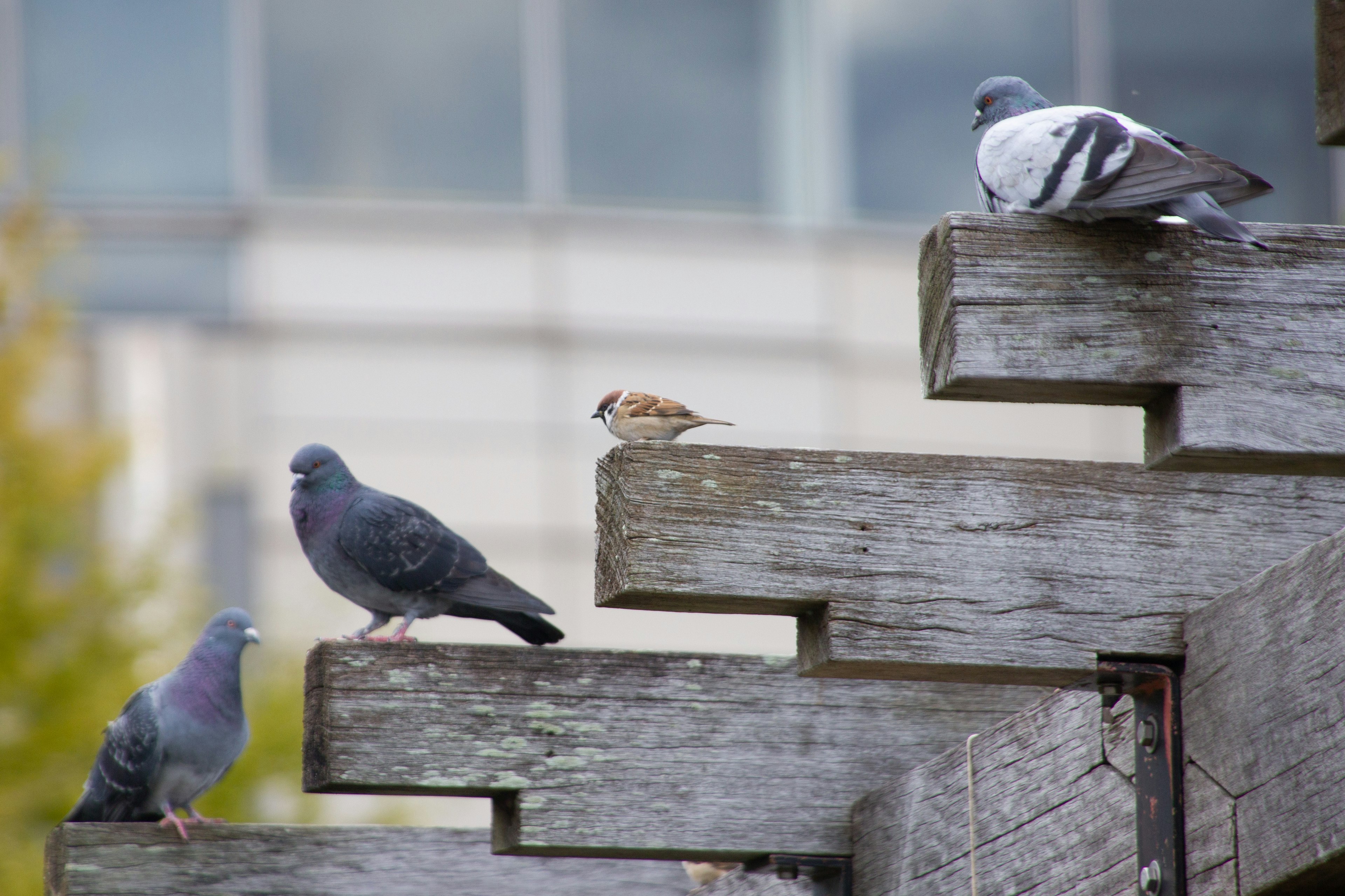 Pigeons et un moineau perchés sur des marches en bois