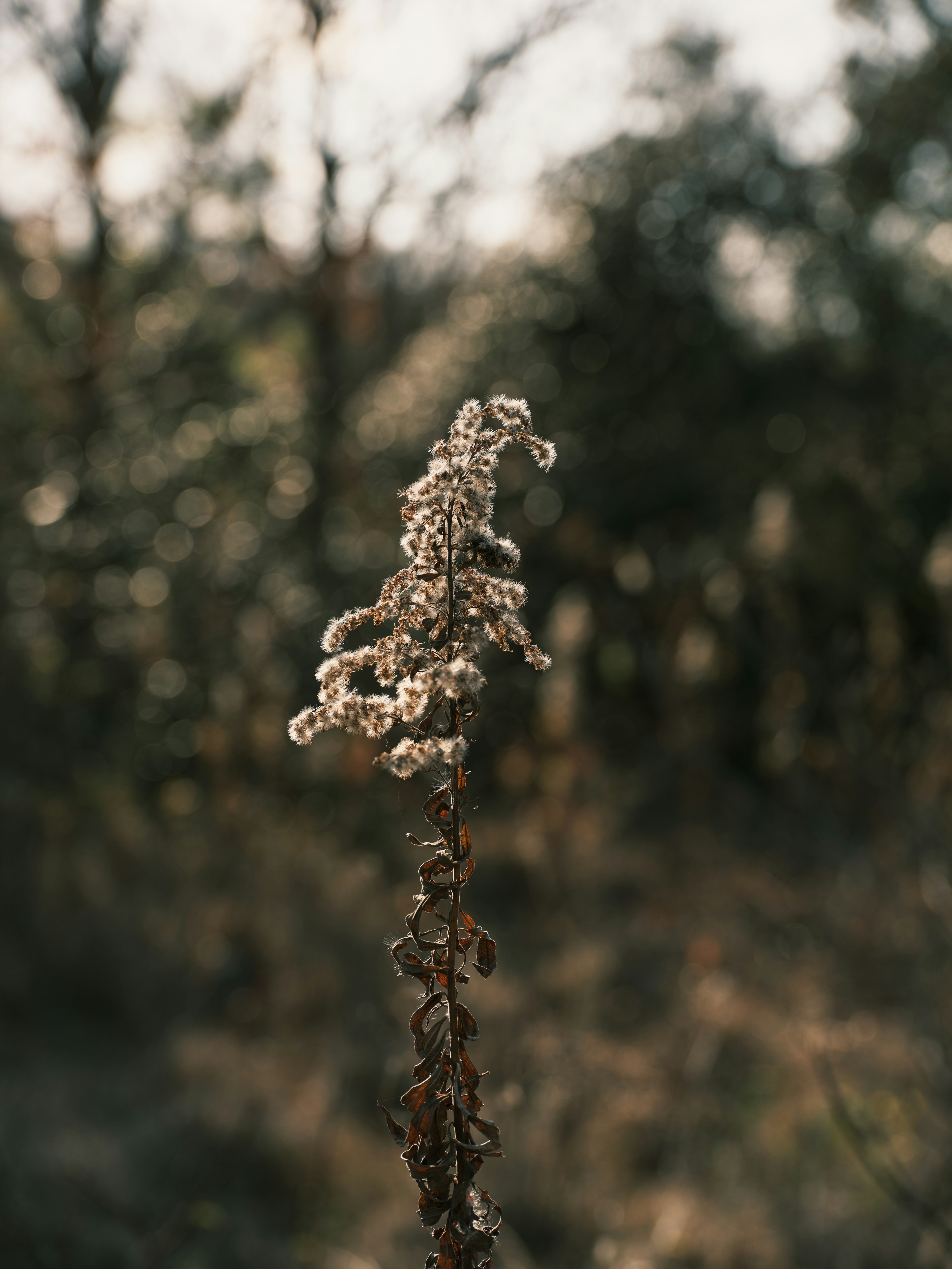 A dried plant stem with a blurred forest background