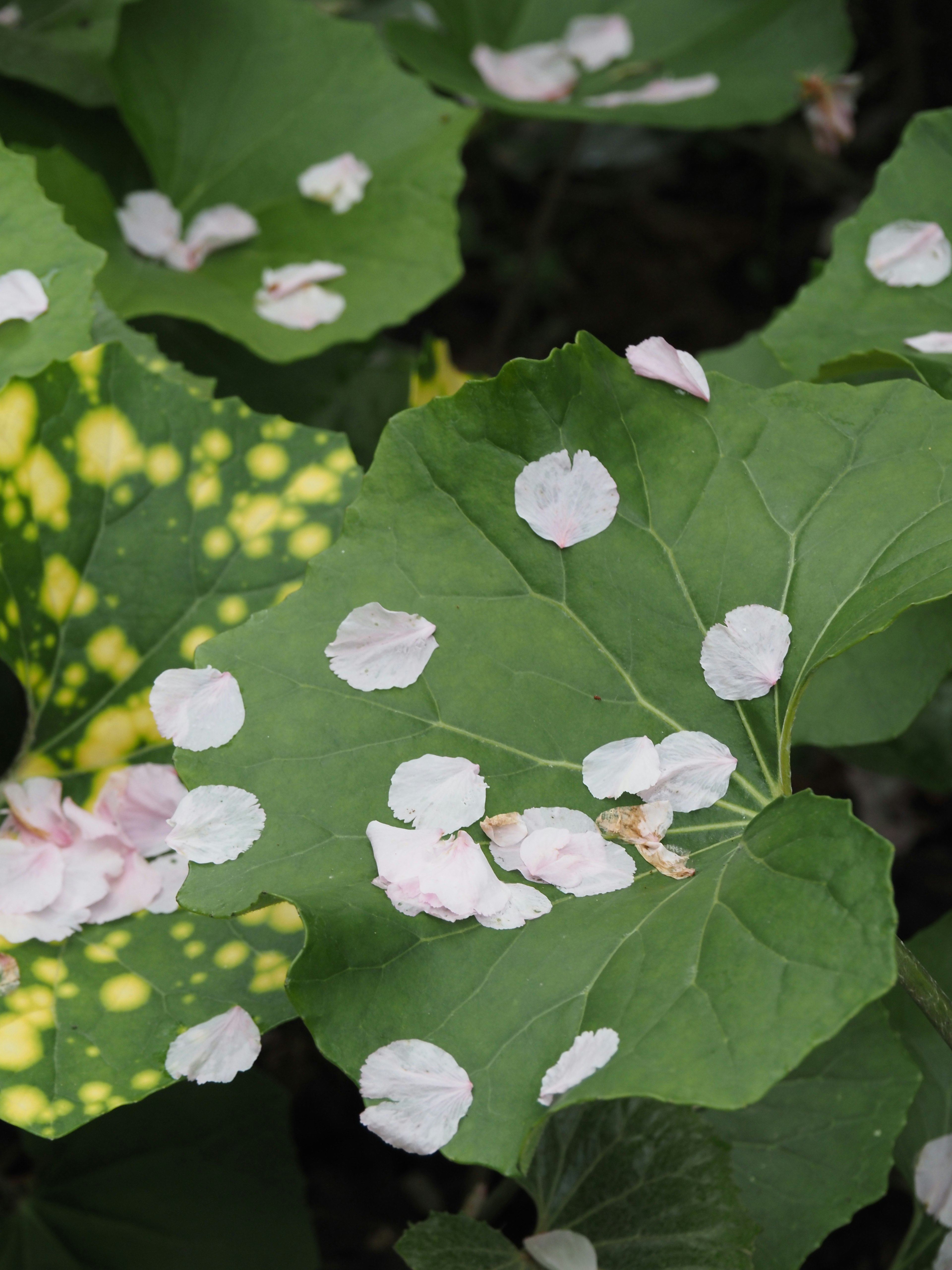 Close-up of green leaves with white spots