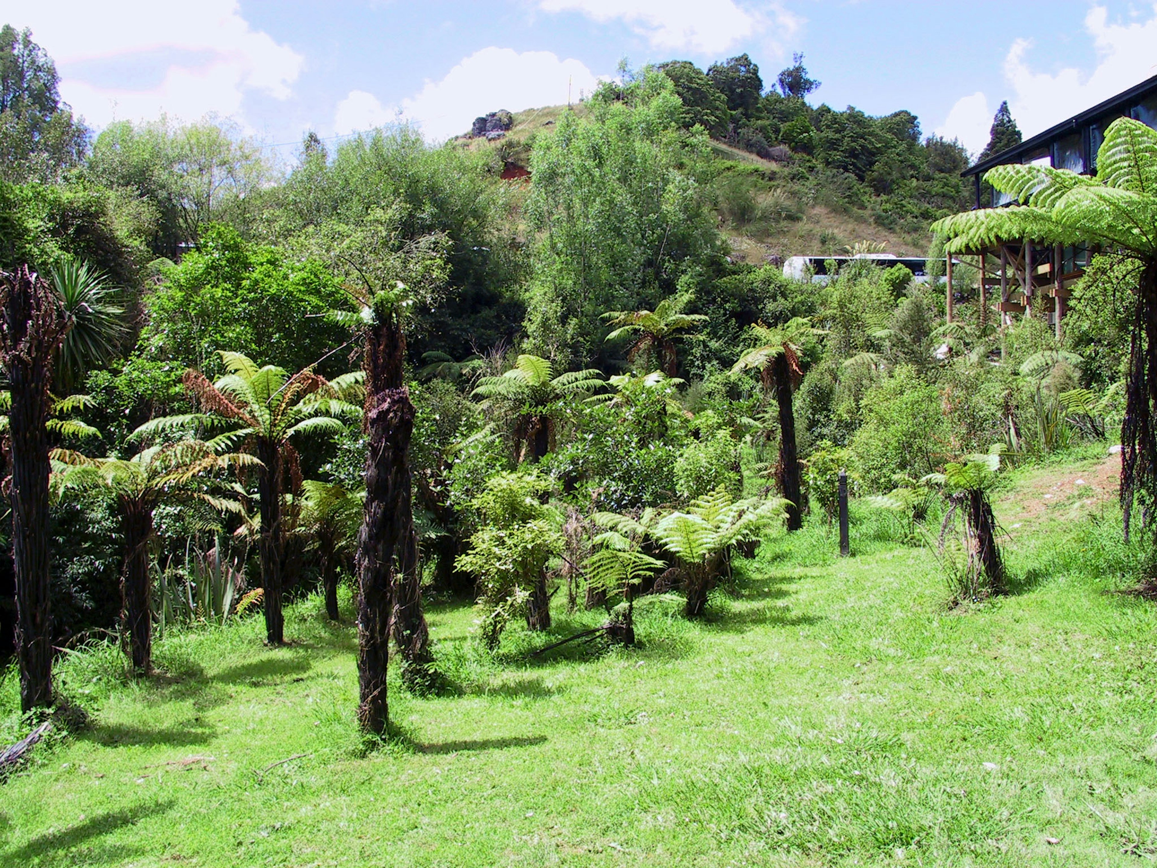 緑豊かな草地に生い茂るシダ植物と木々の風景