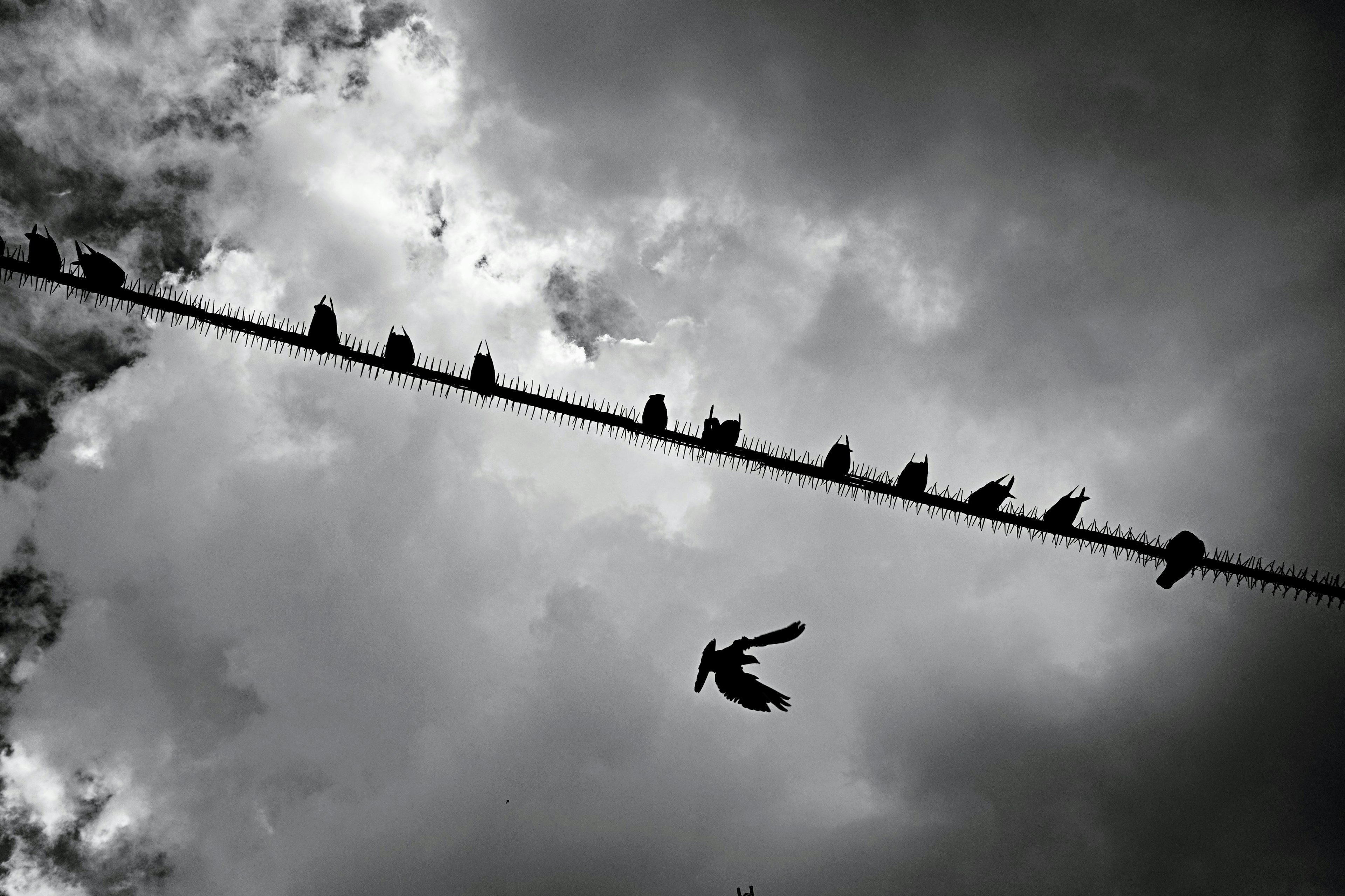 Vögel auf einer Leitung vor einem dunklen Himmel mit einem fliegenden Vogel