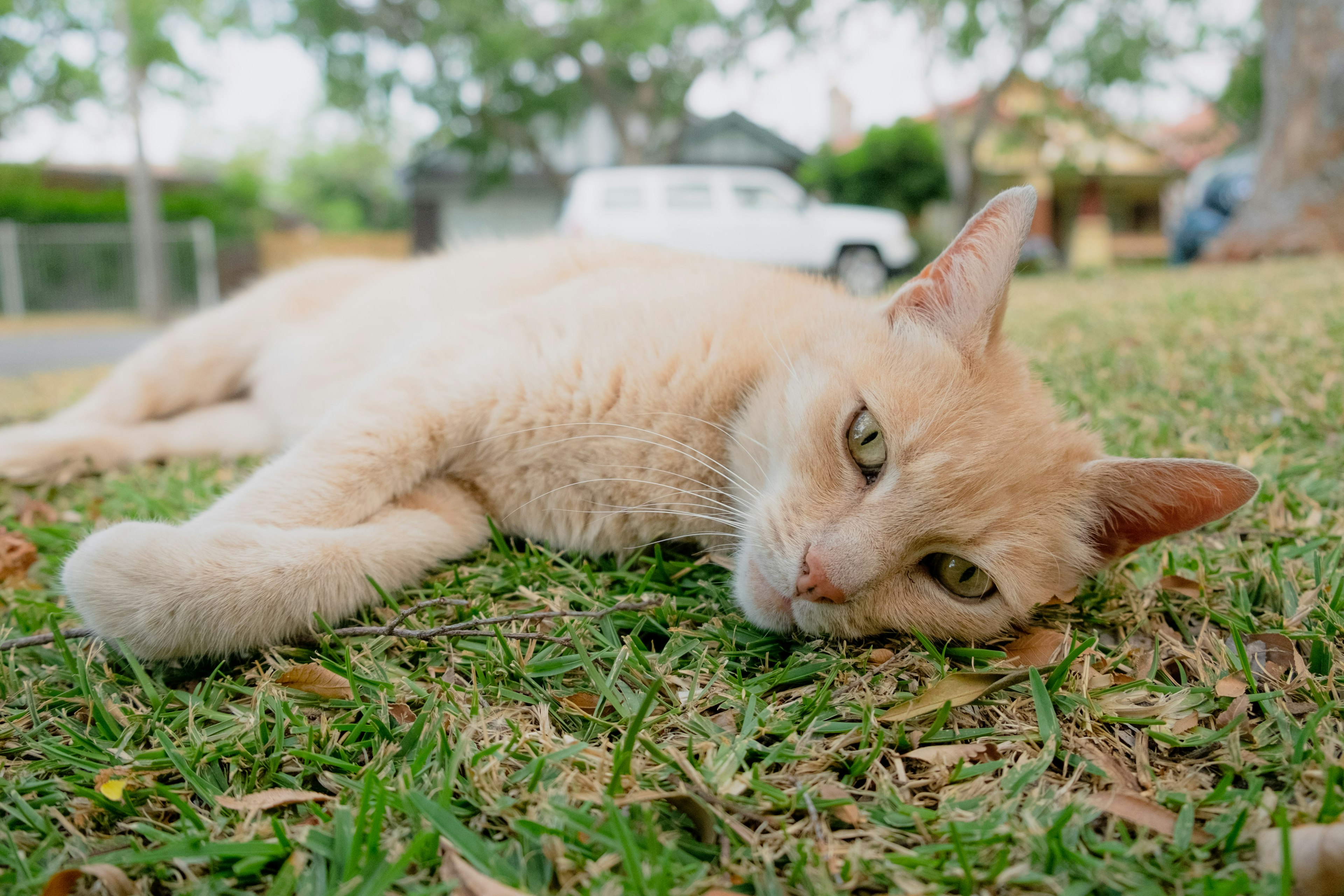 Orangefarbige Katze liegt auf dem Gras