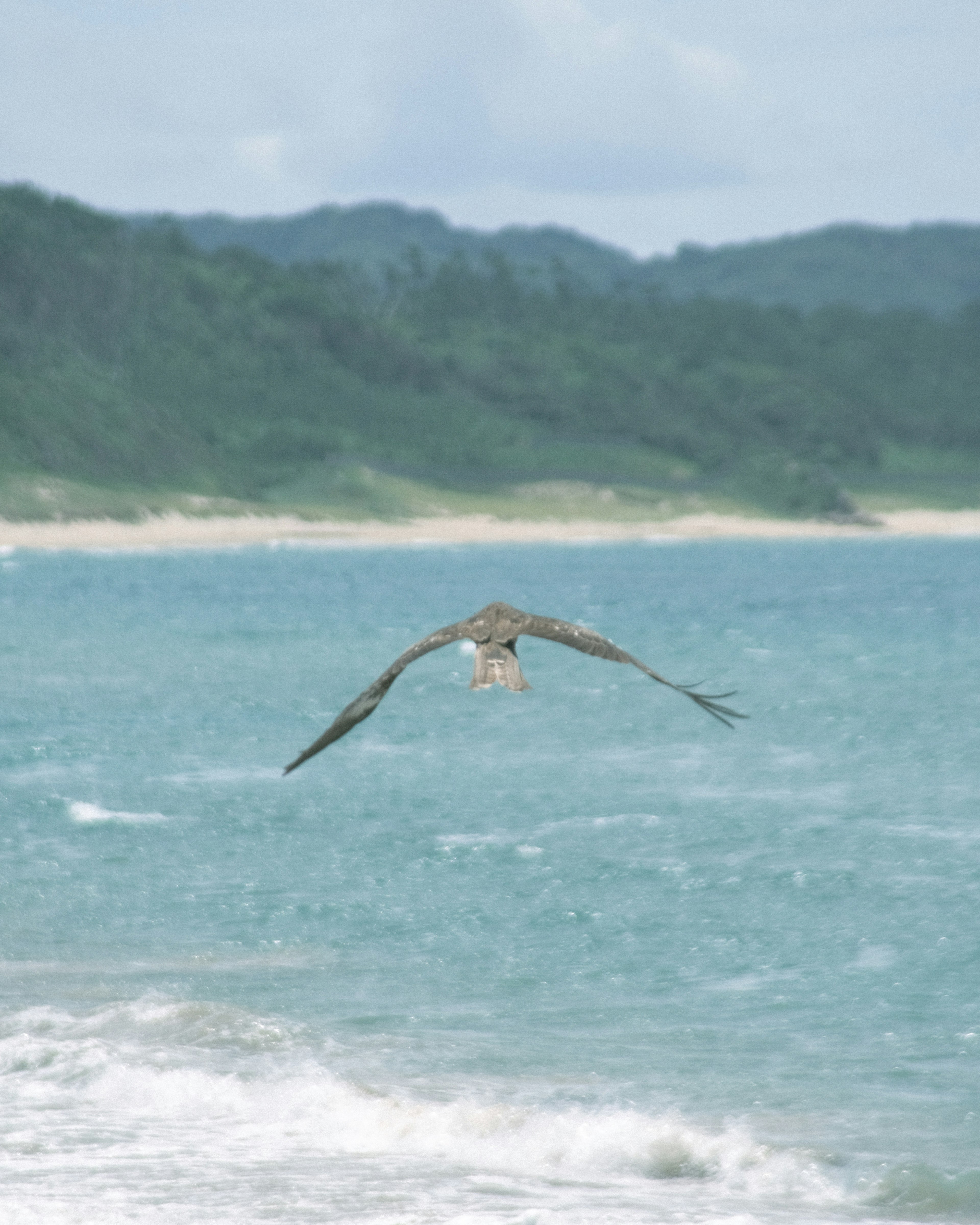 Ein Vogel, der über den Ozean mit einem Küstenhintergrund fliegt