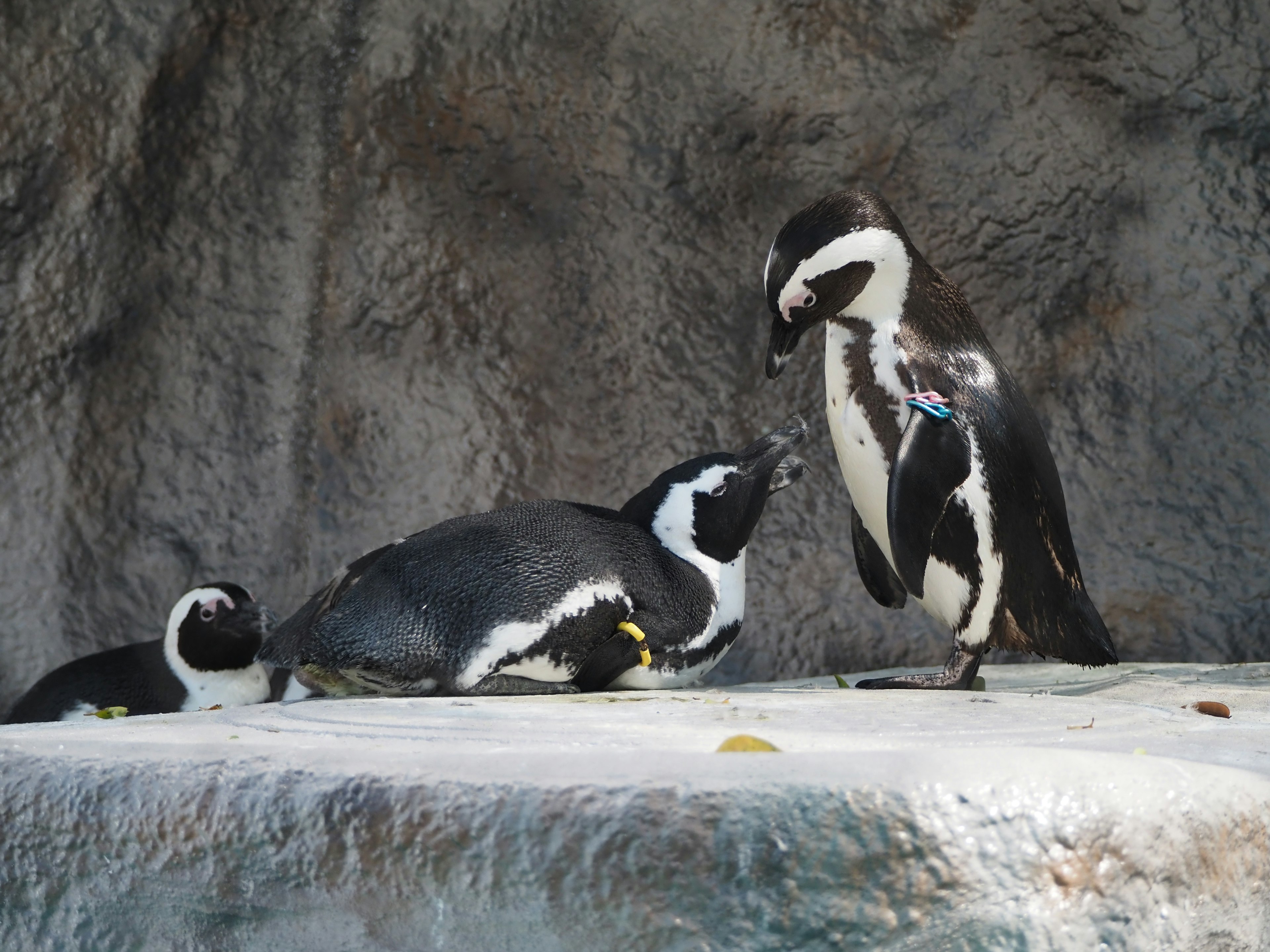 Familia de pingüinos descansando sobre una superficie rocosa