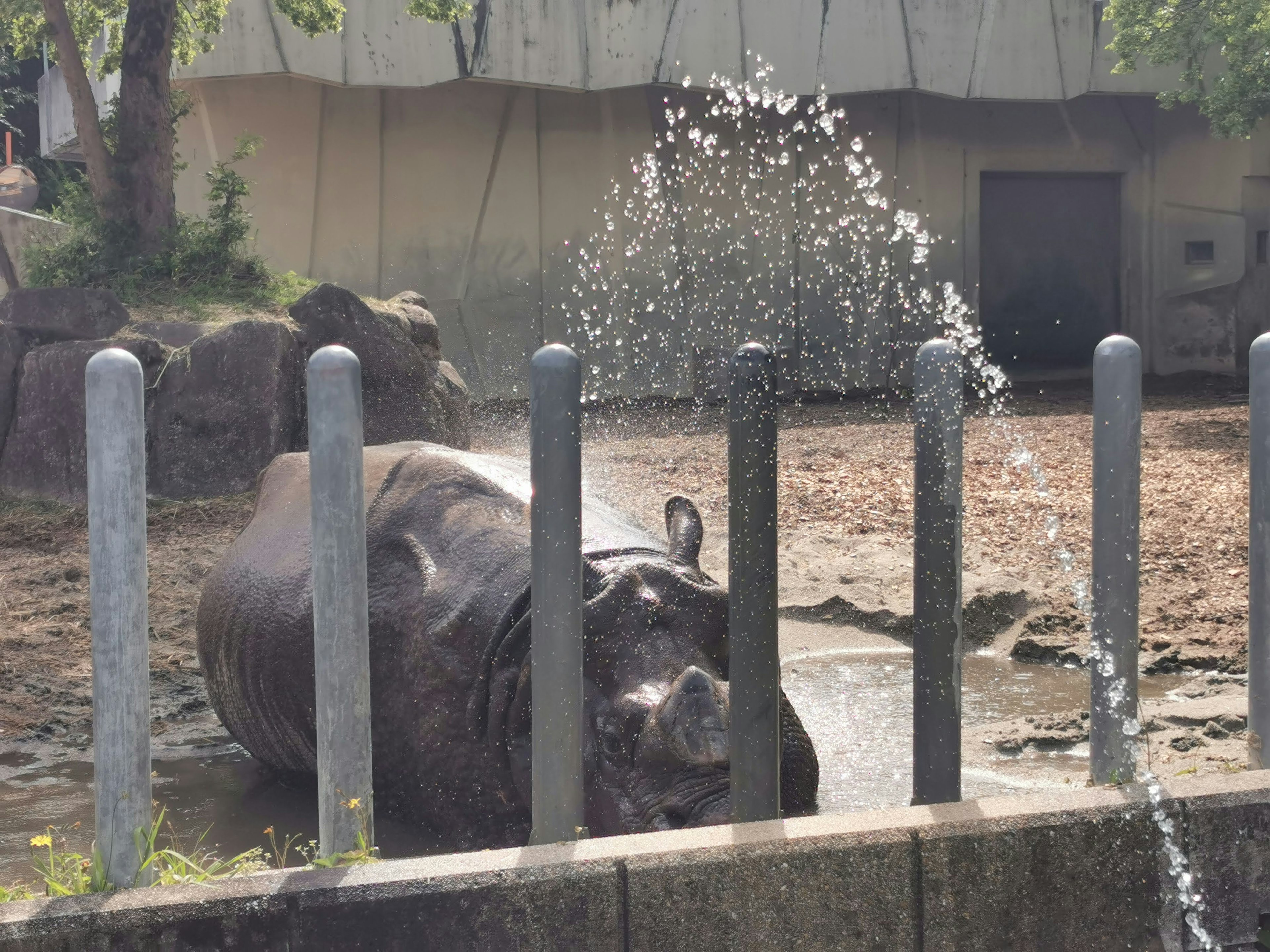 水を浴びるカバと背後の噴水