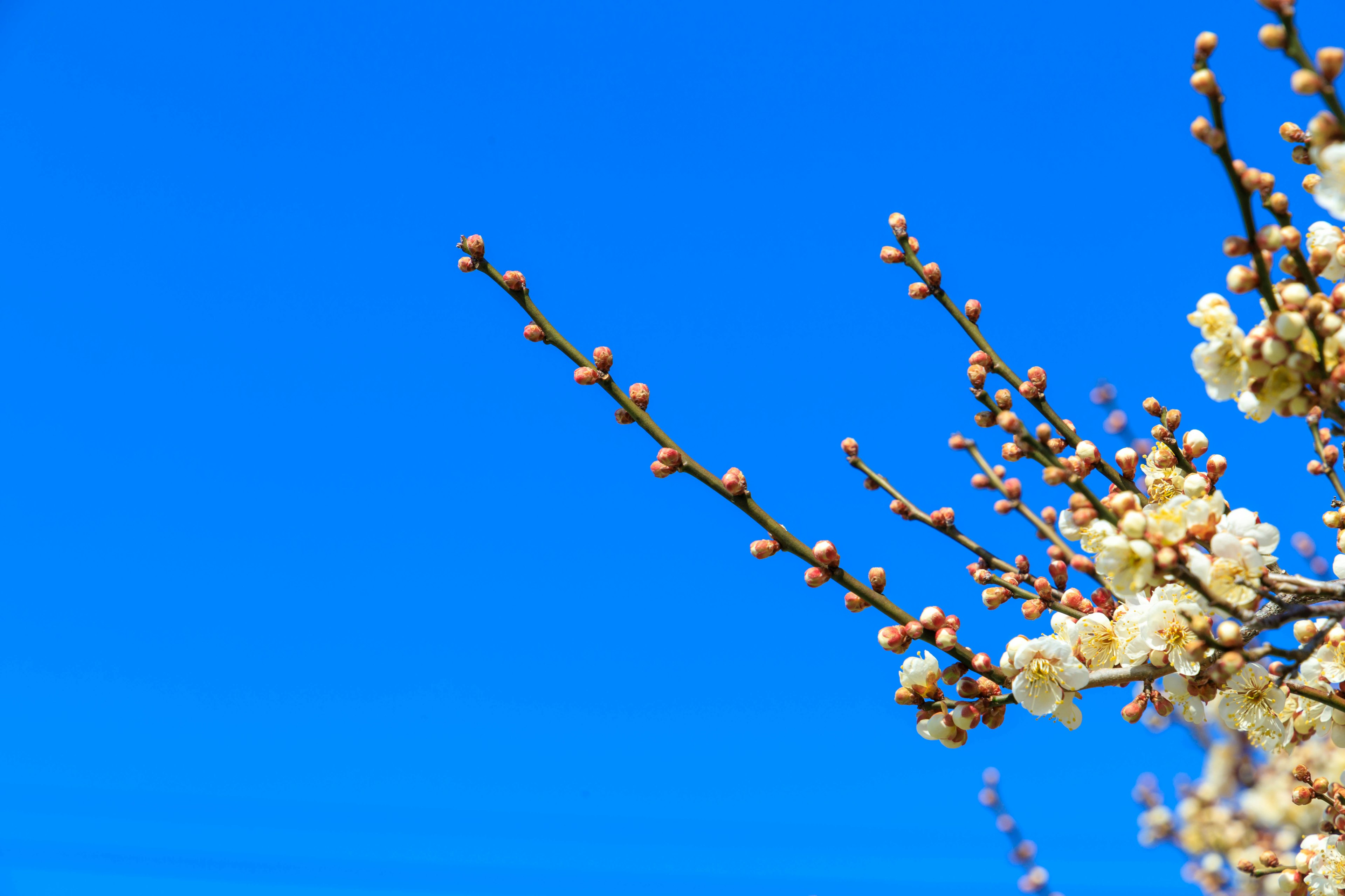 Branches with white flowers and buds against a blue sky