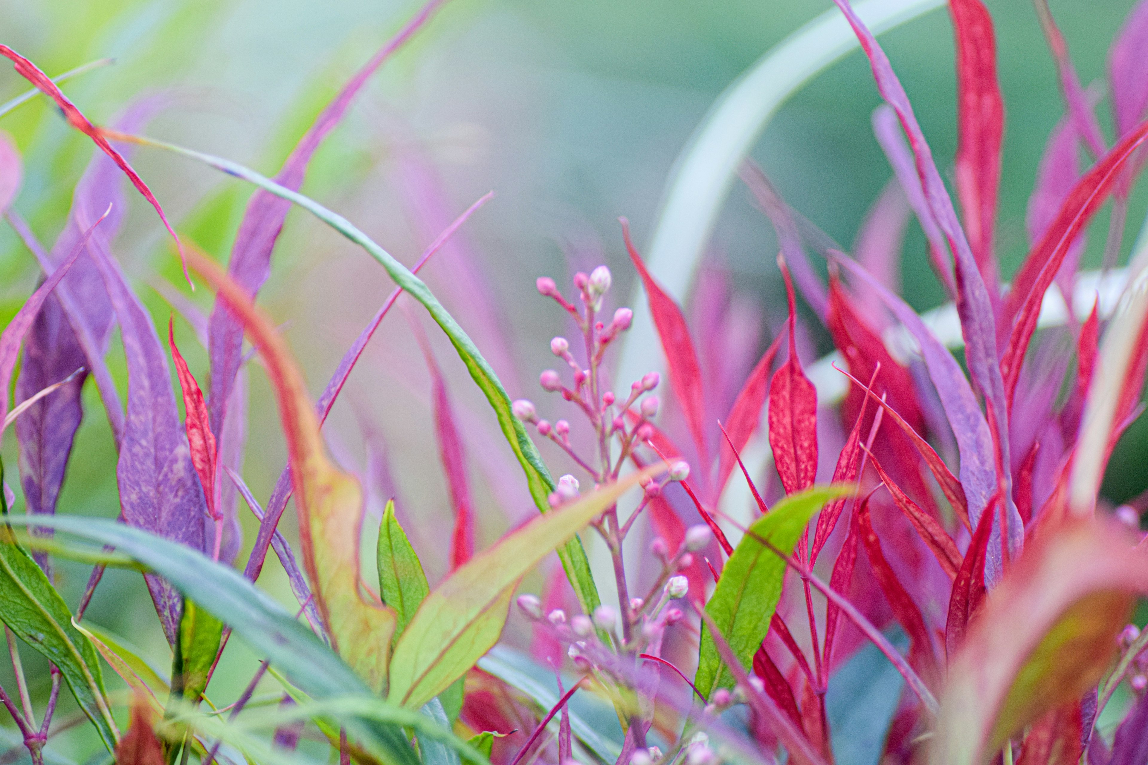 Vibrant scene of colorful plant leaves blending together