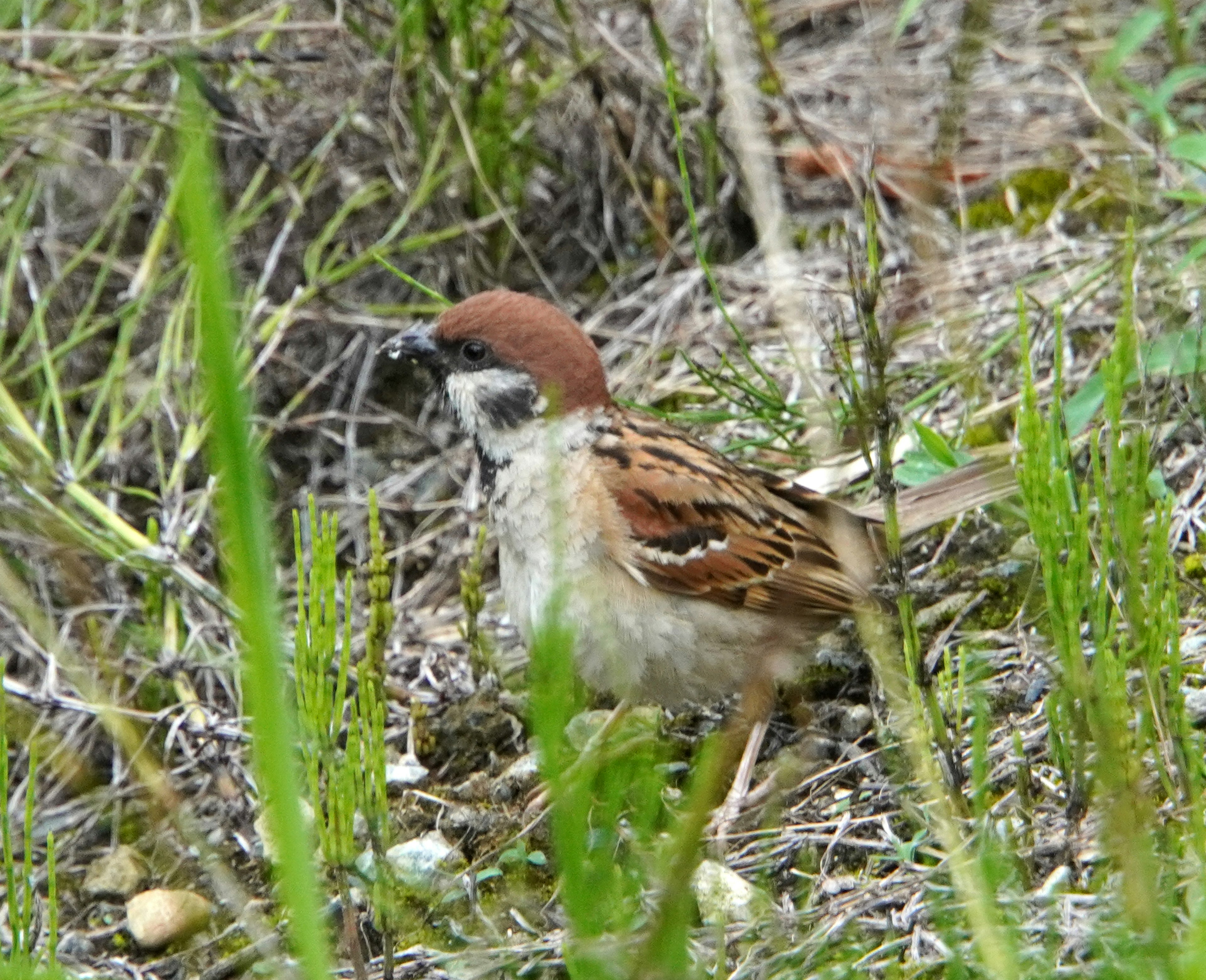 Spatz im Gras mit braunen und weißen Federn