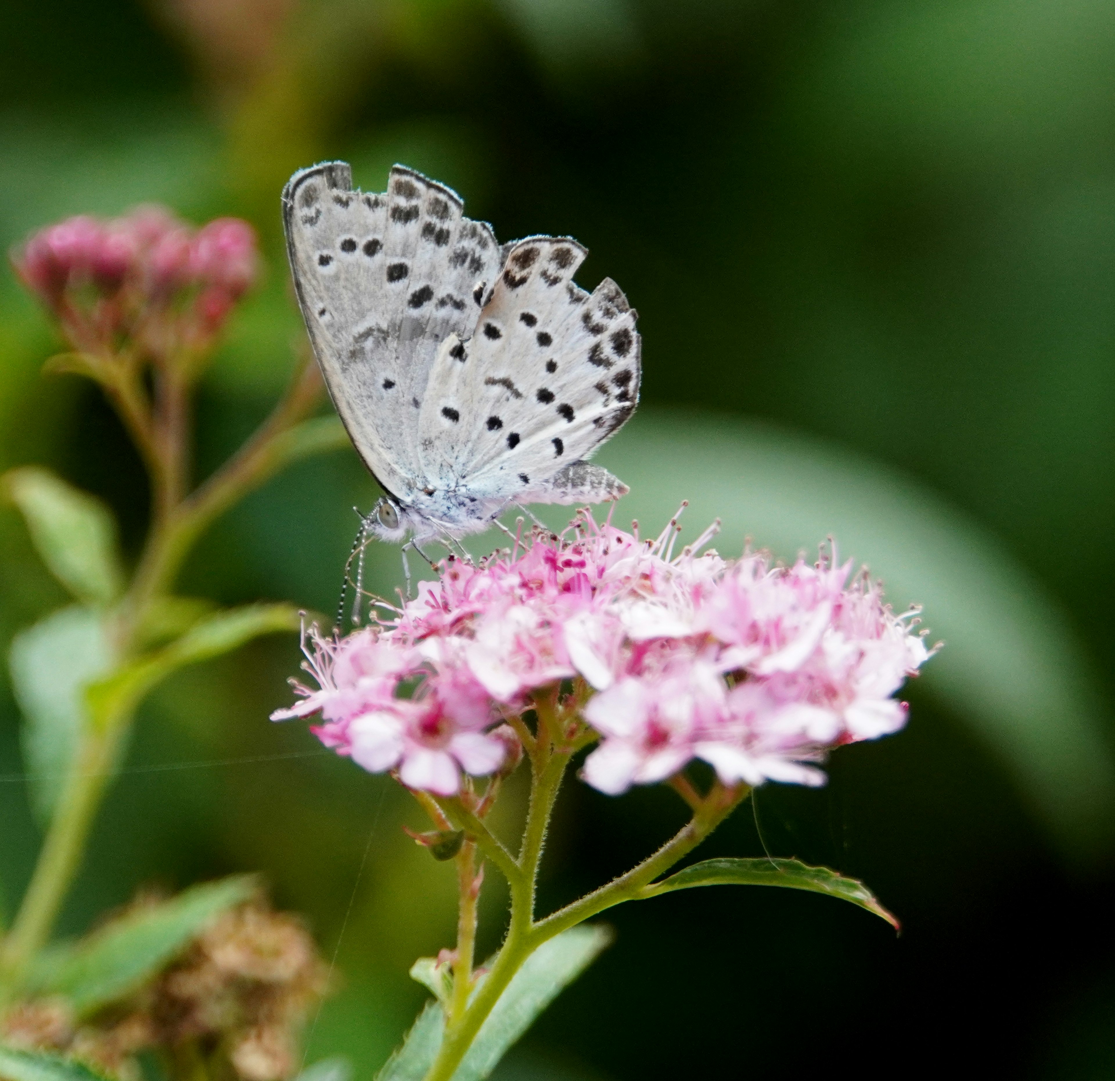 Ein zarter weißer Schmetterling, der auf einer rosa Blume sitzt