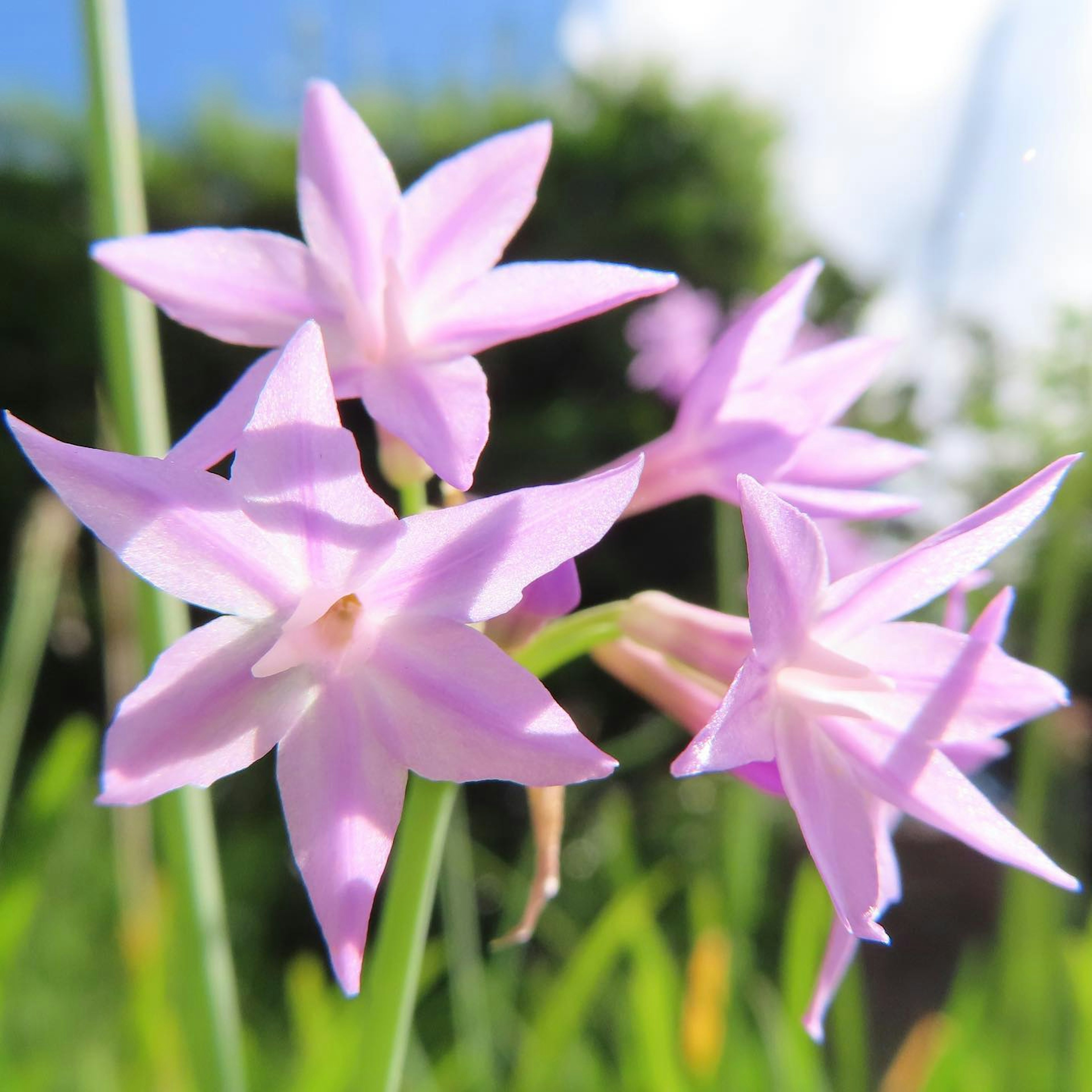 Delicate pink flowers blooming under a blue sky