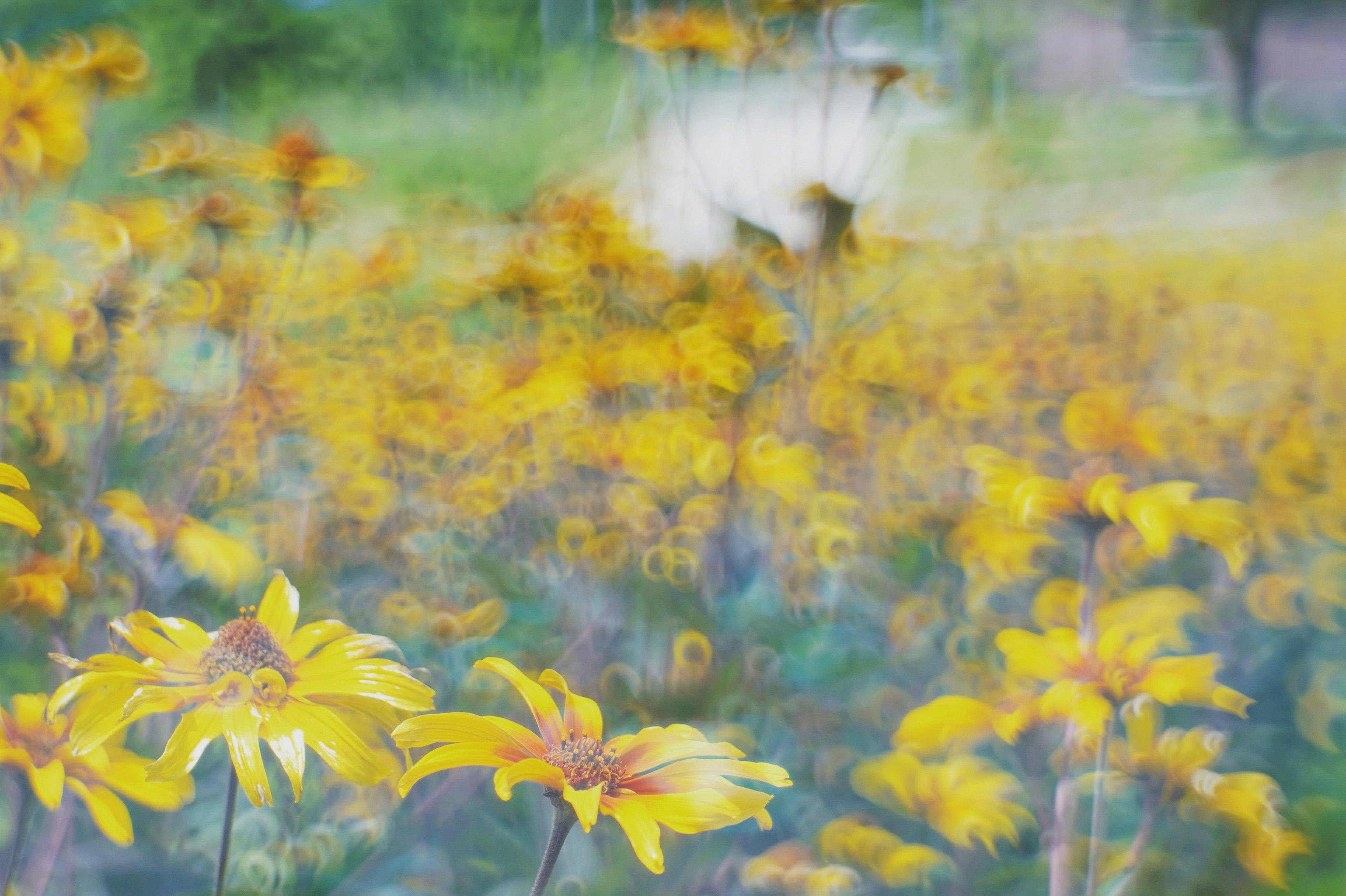 Verschwommene Landschaft mit lebhaften gelben Blumen