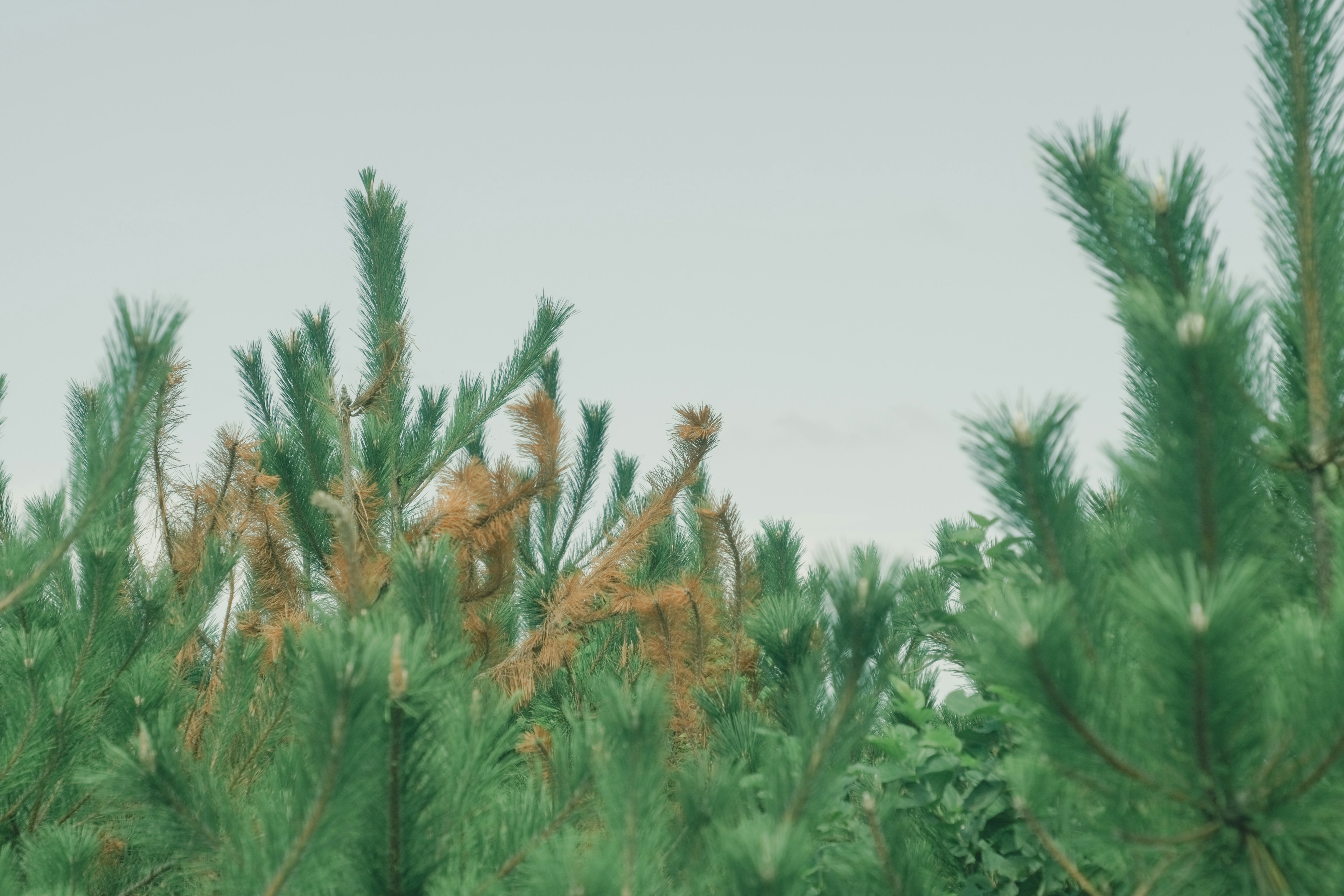 Green coniferous trees thriving under a blue sky