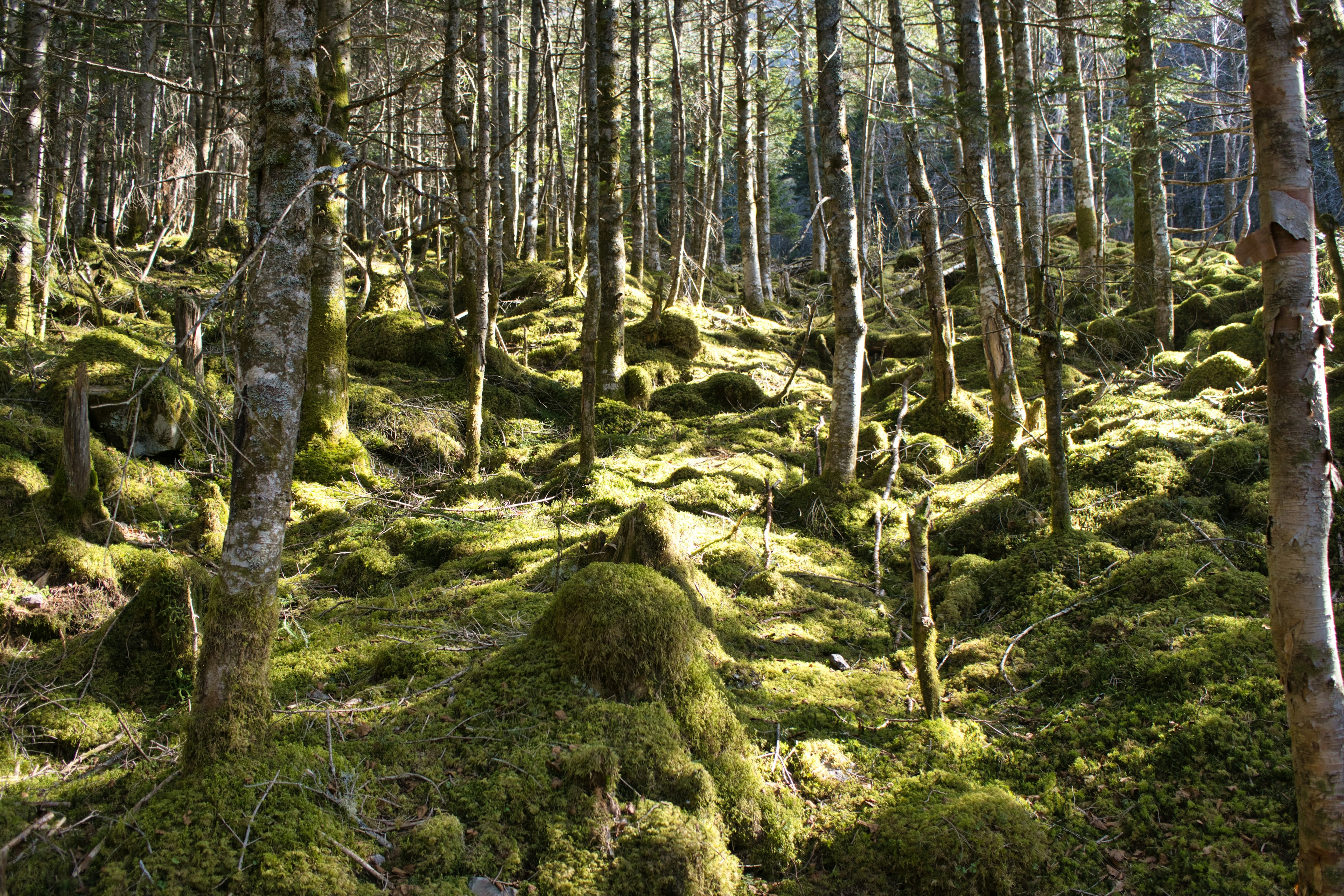 Forest landscape covered in green moss with standing trees