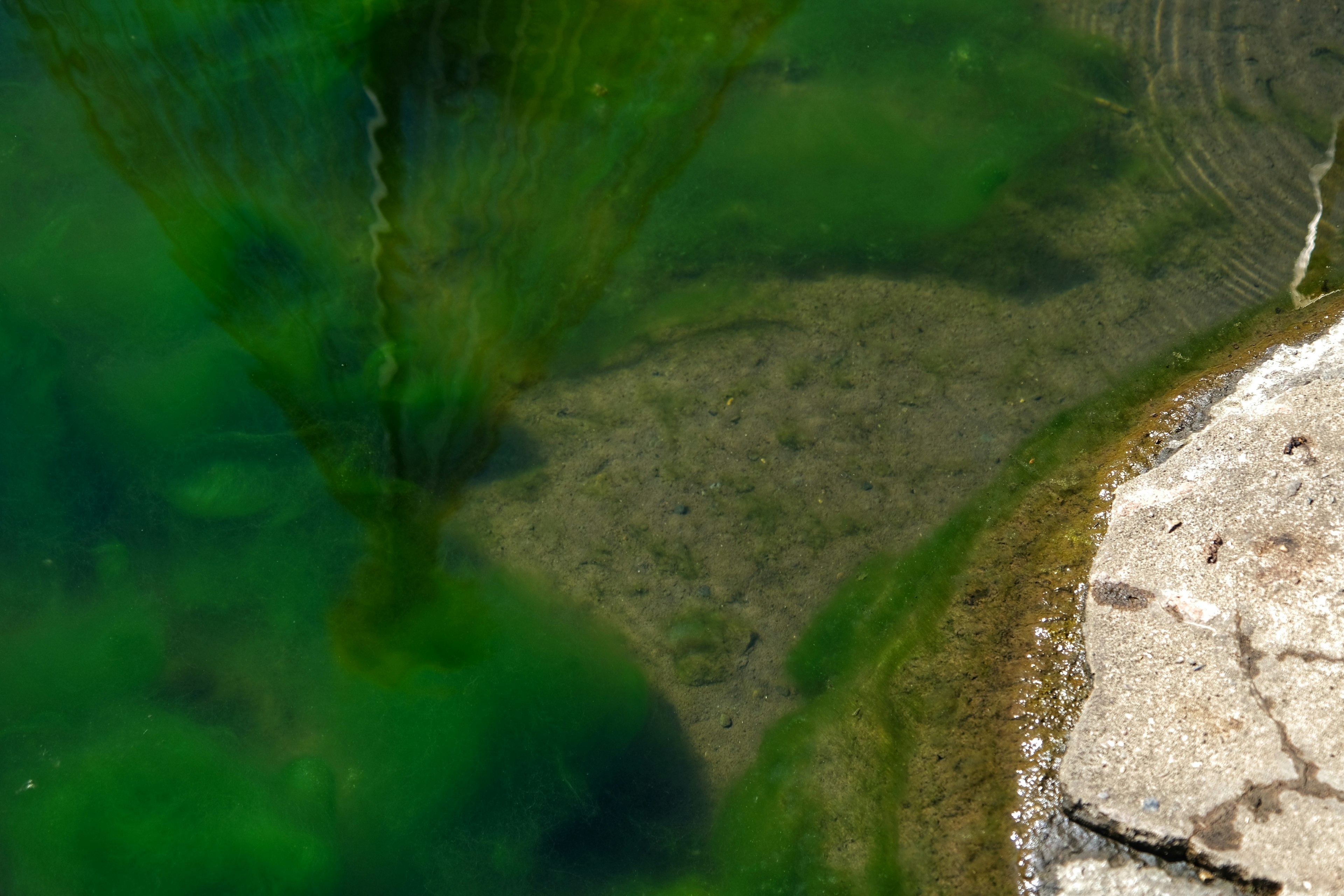 Underwater view showing green water and rocky shore