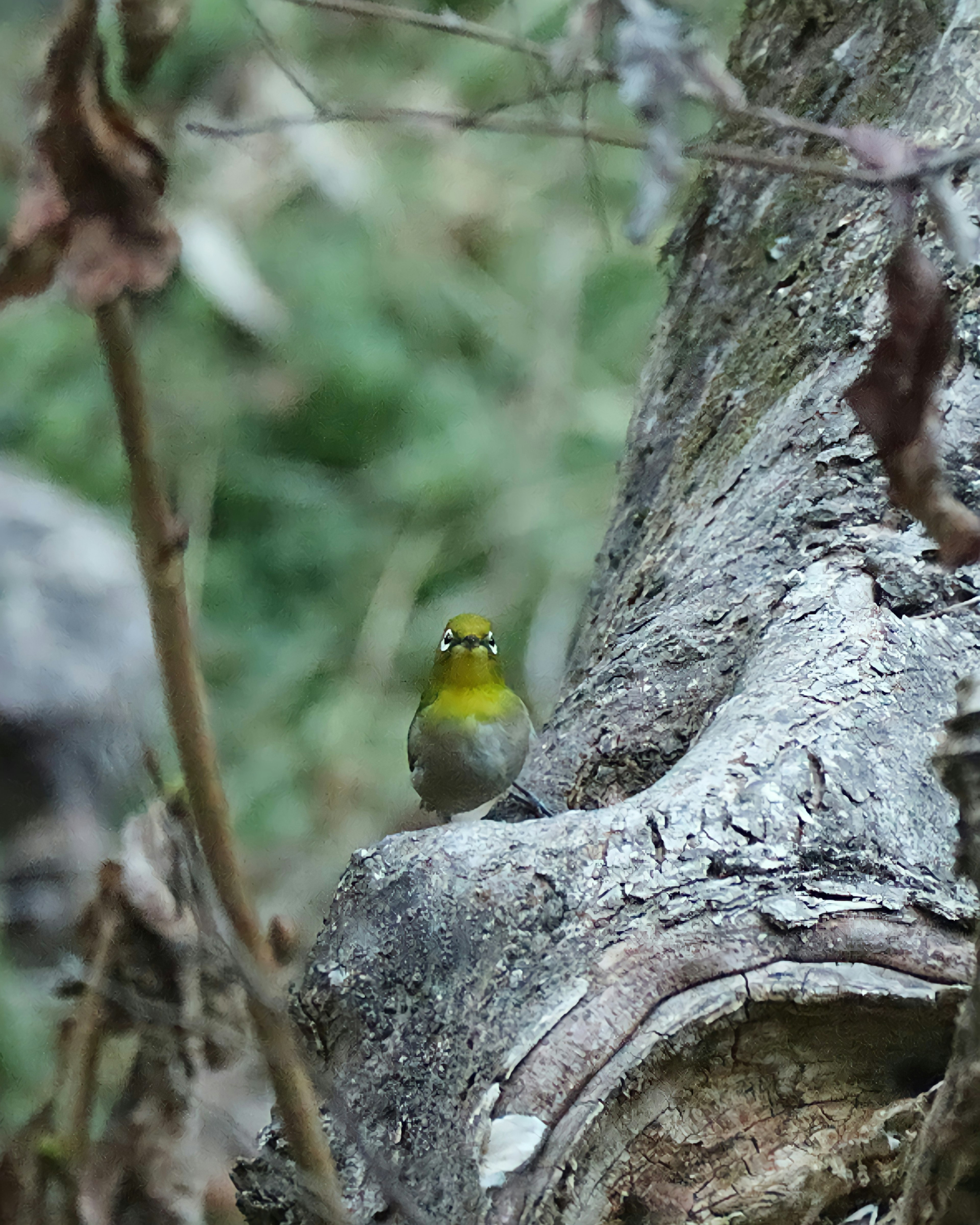 Kleiner grüner Vogel auf einem Baumstamm