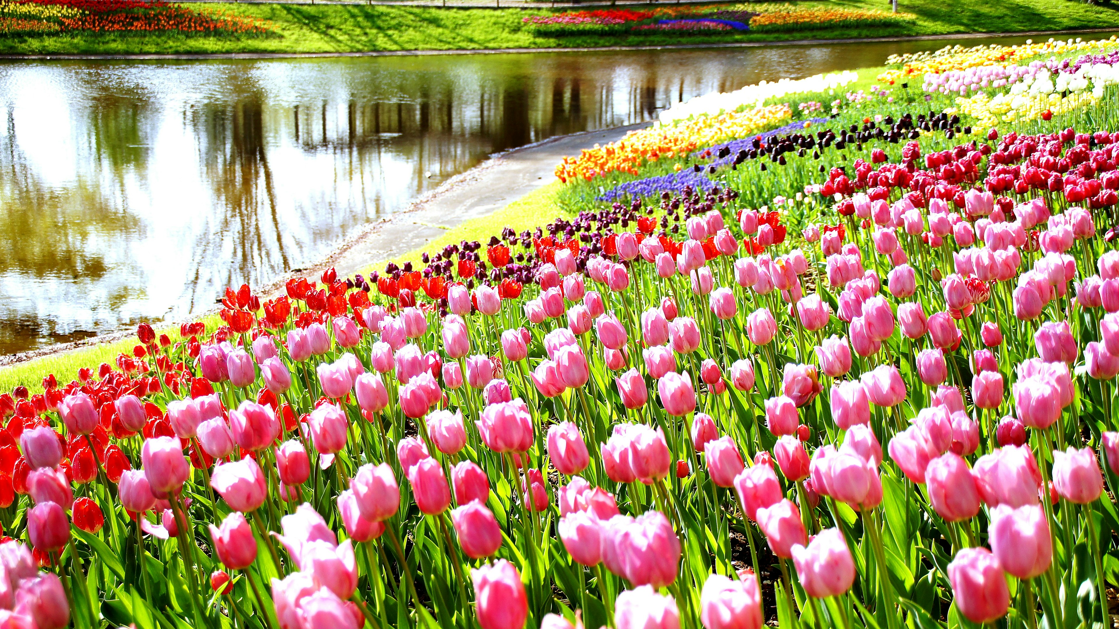 Vibrant tulip field with colorful blooms and a serene pond