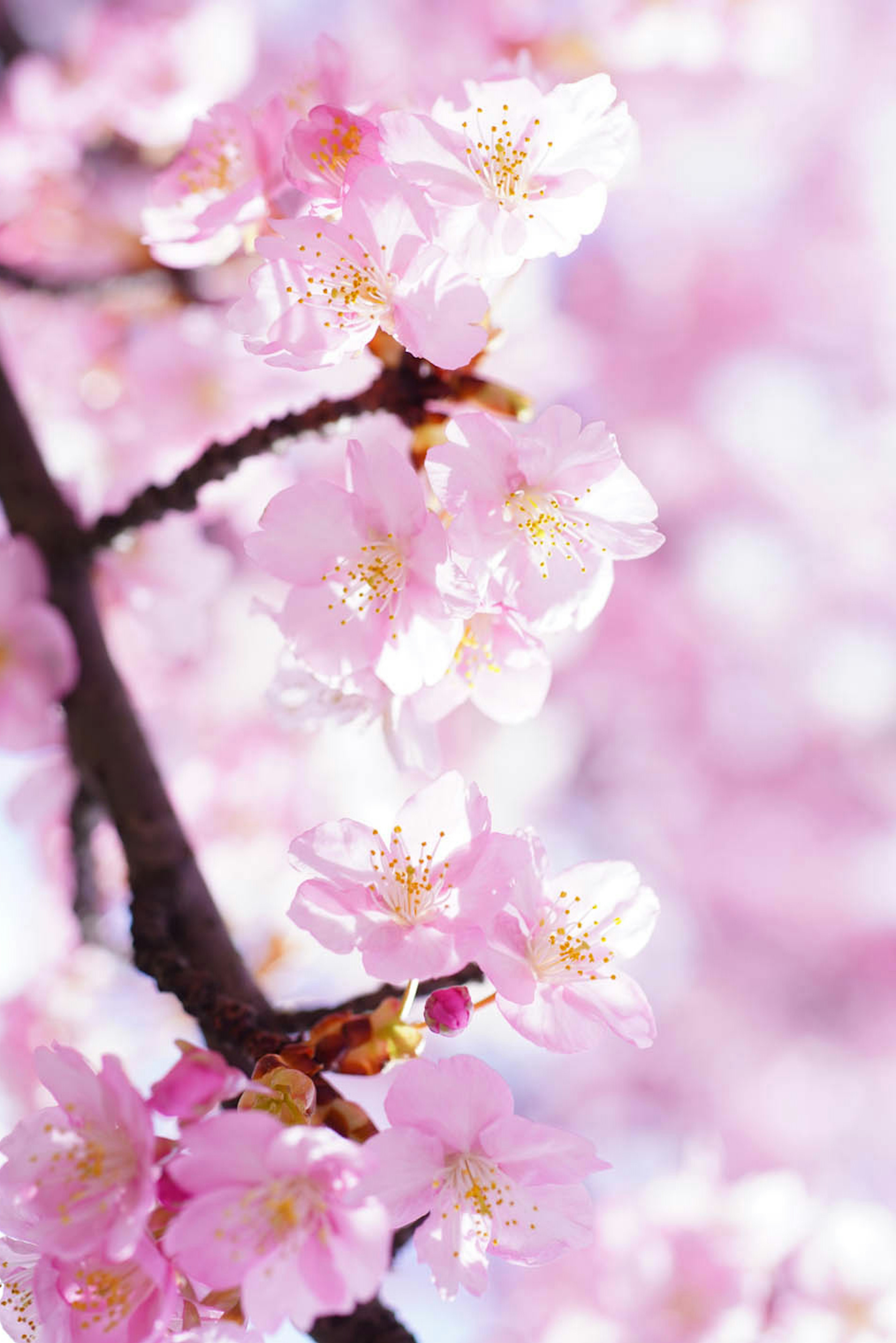 Nahaufnahme von Kirschblüten an einem Zweig helle rosa Blütenblätter