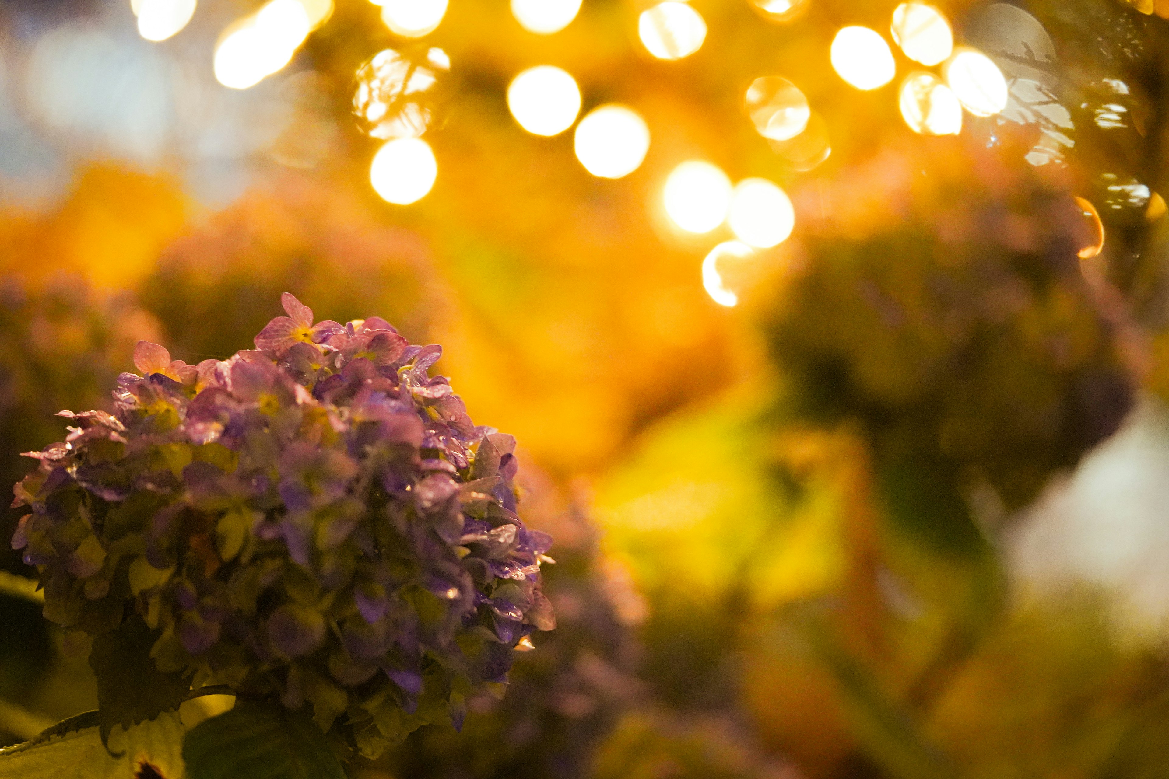 紫色の花とぼんやりした黄色い光がある美しい背景