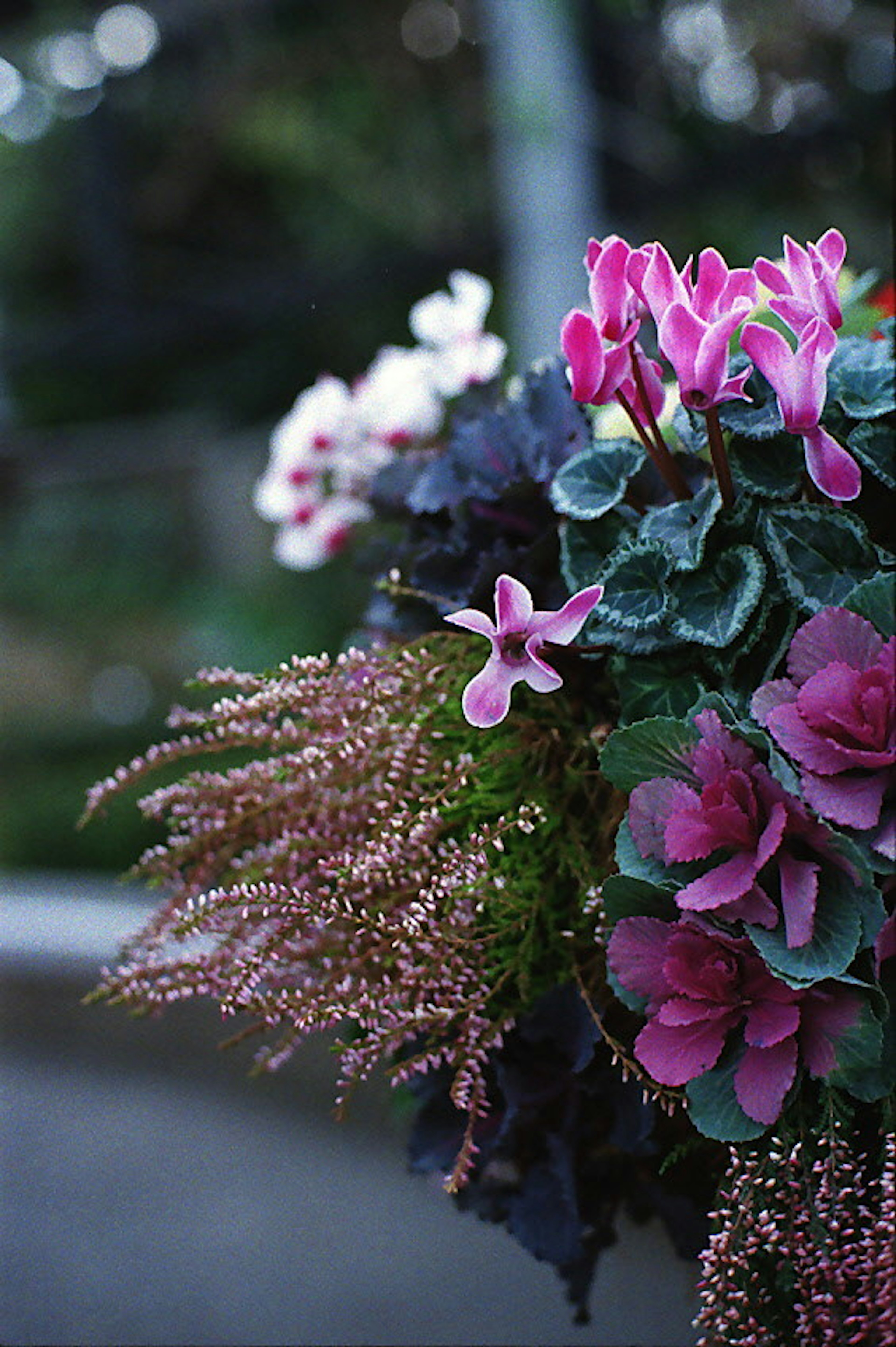 Arrangement floral coloré avec cyclamen rose et bruyère