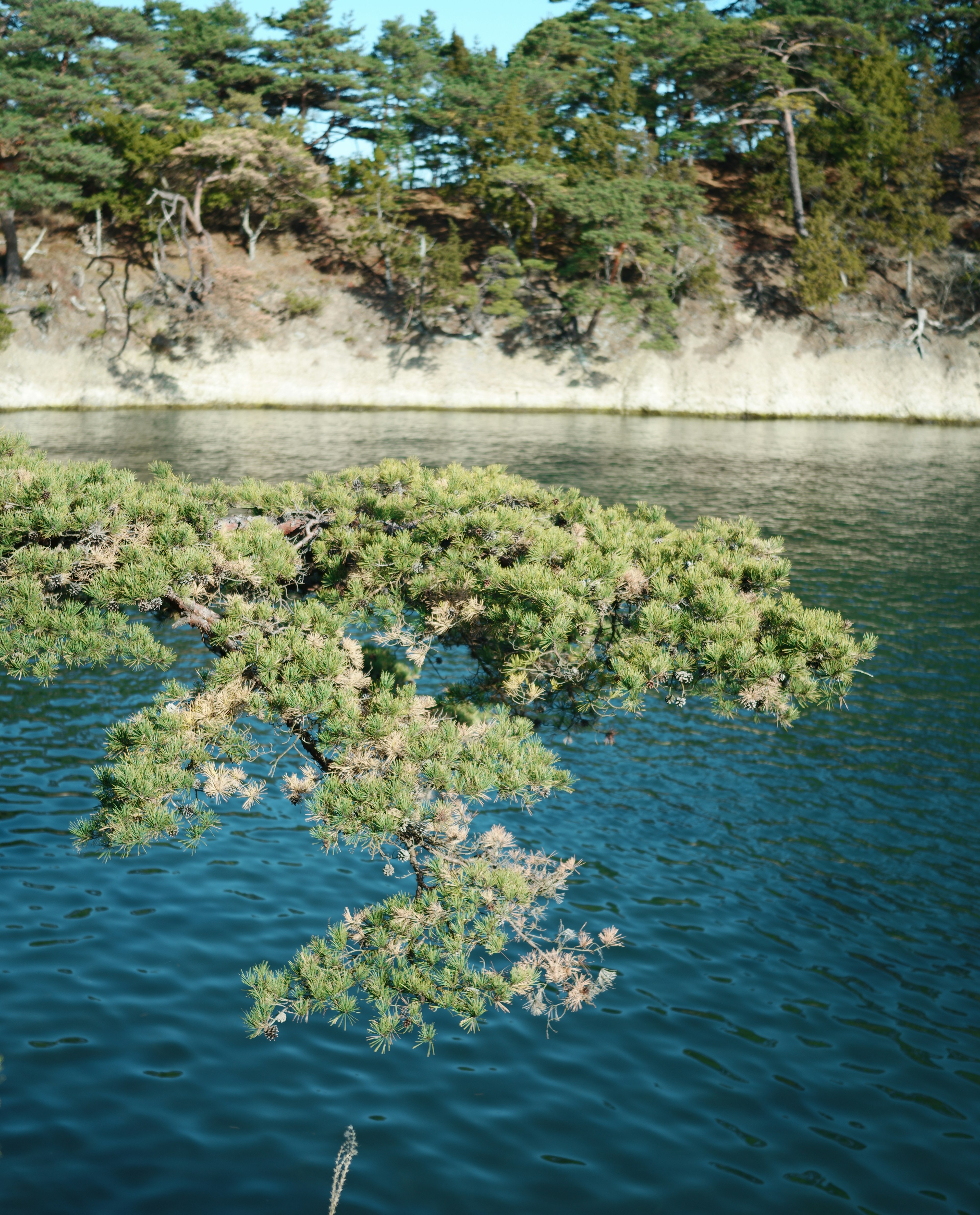 青い水面に浮かぶ松の木の枝と背景の岩壁