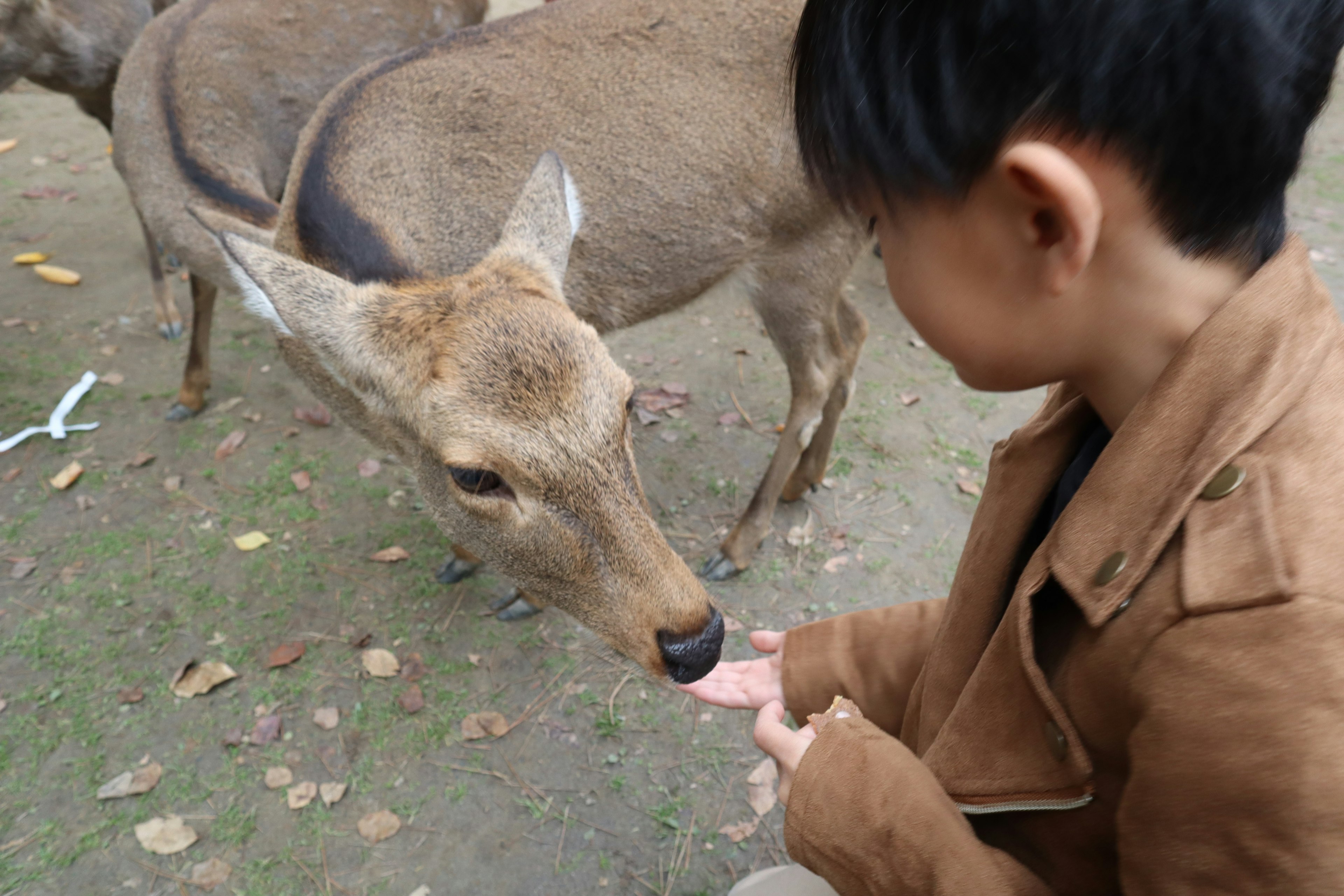 一個孩子在自然環境中餵鹿